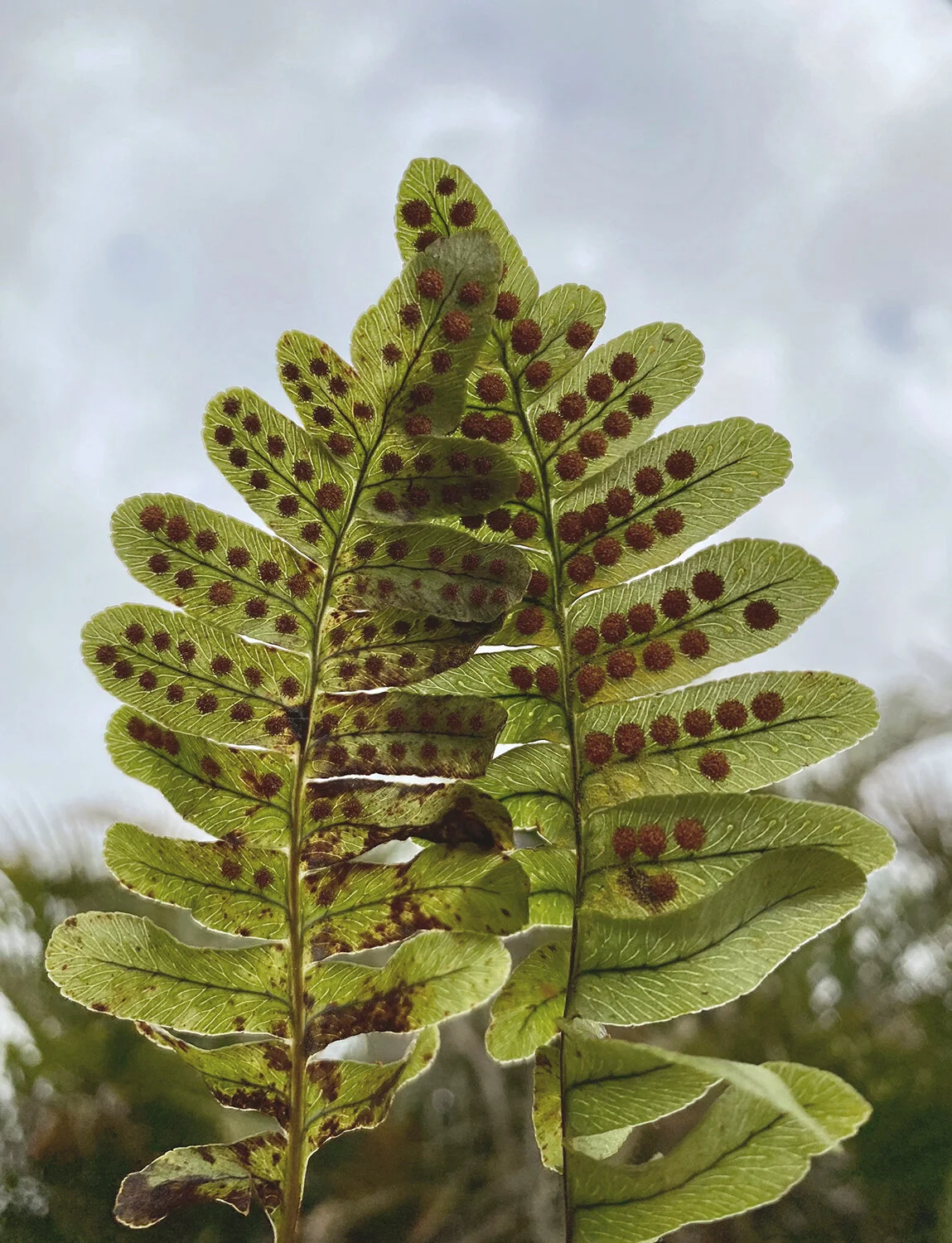 PUA'AEHUEHU (FERN MEDICINE)