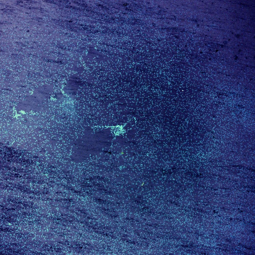 Culture Nuclei Full Frame.jpg