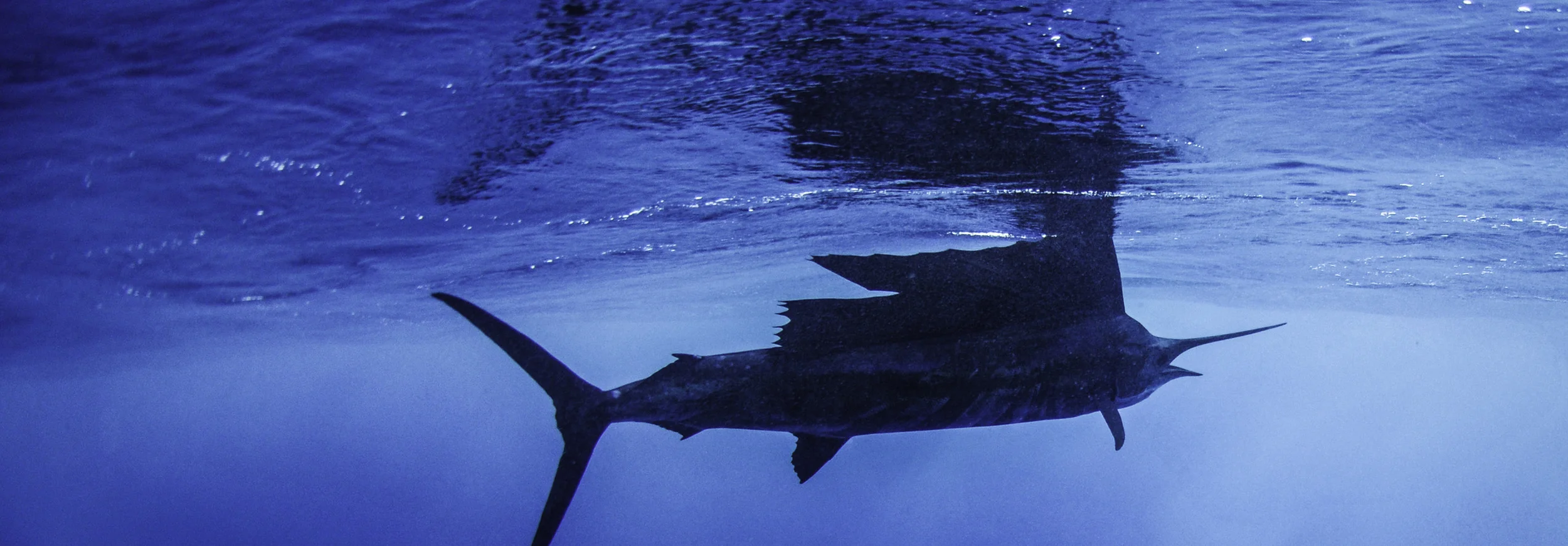 Interior - small - marlin.jpg