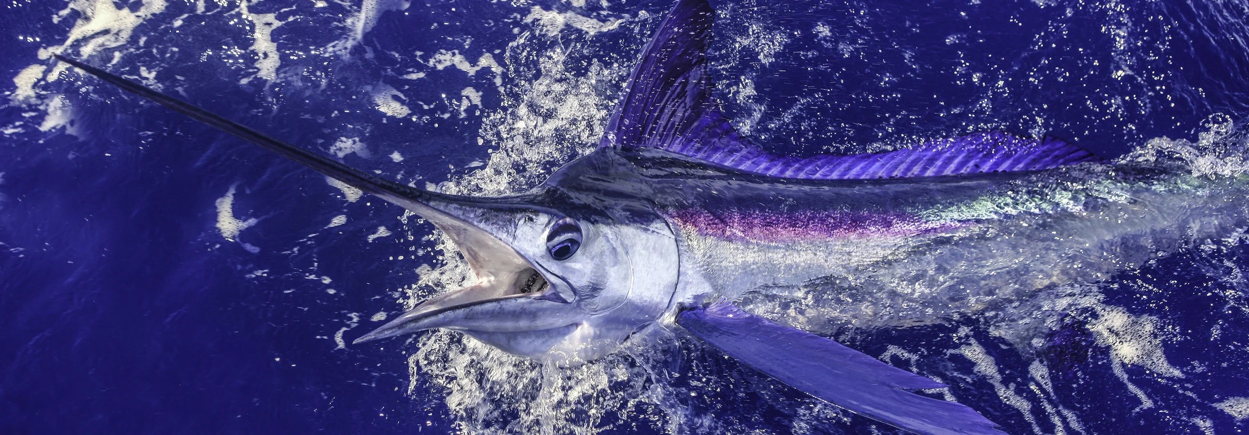 Interior - small - marlin2.jpg