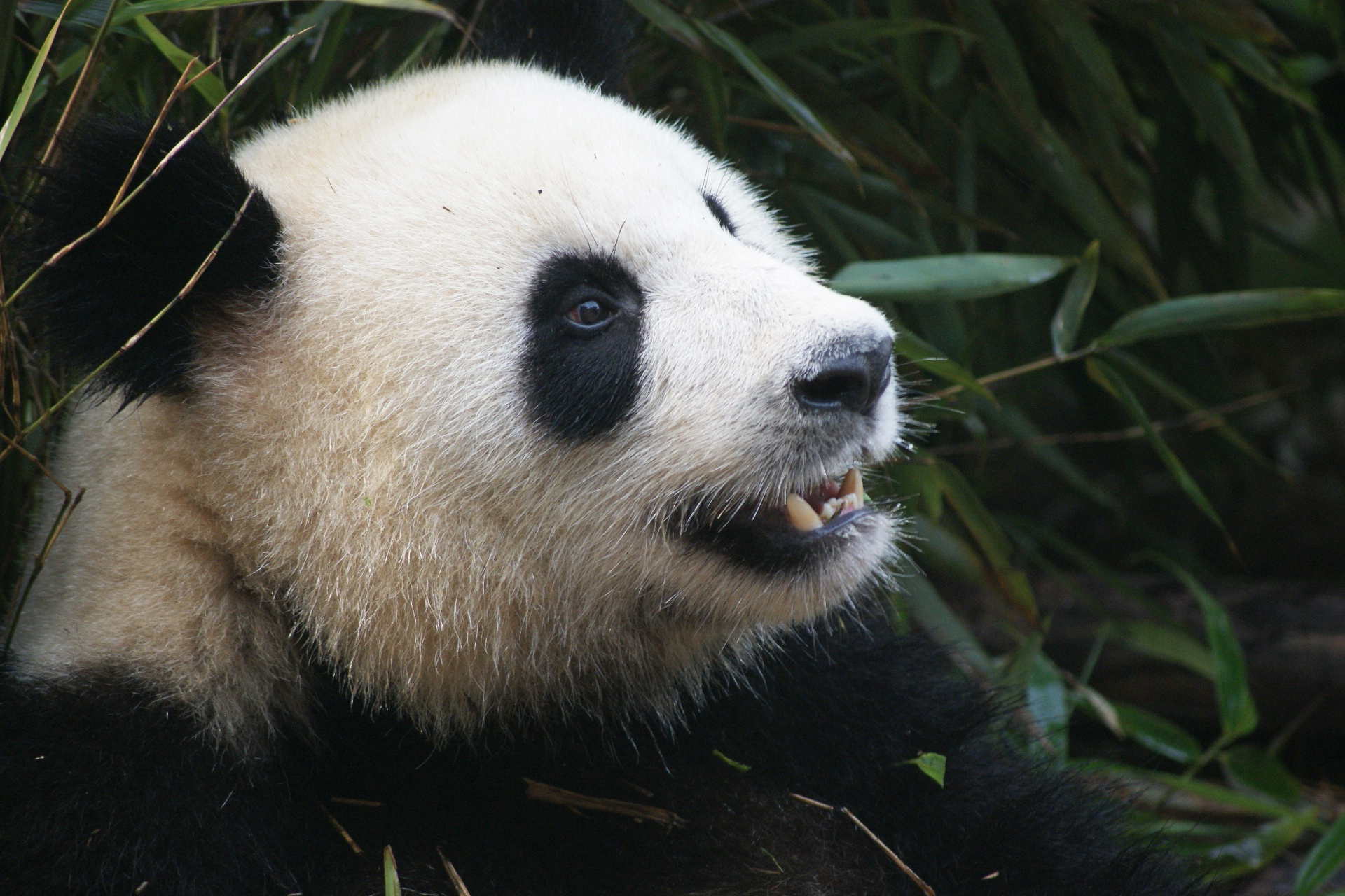 panda-1641560.jpg