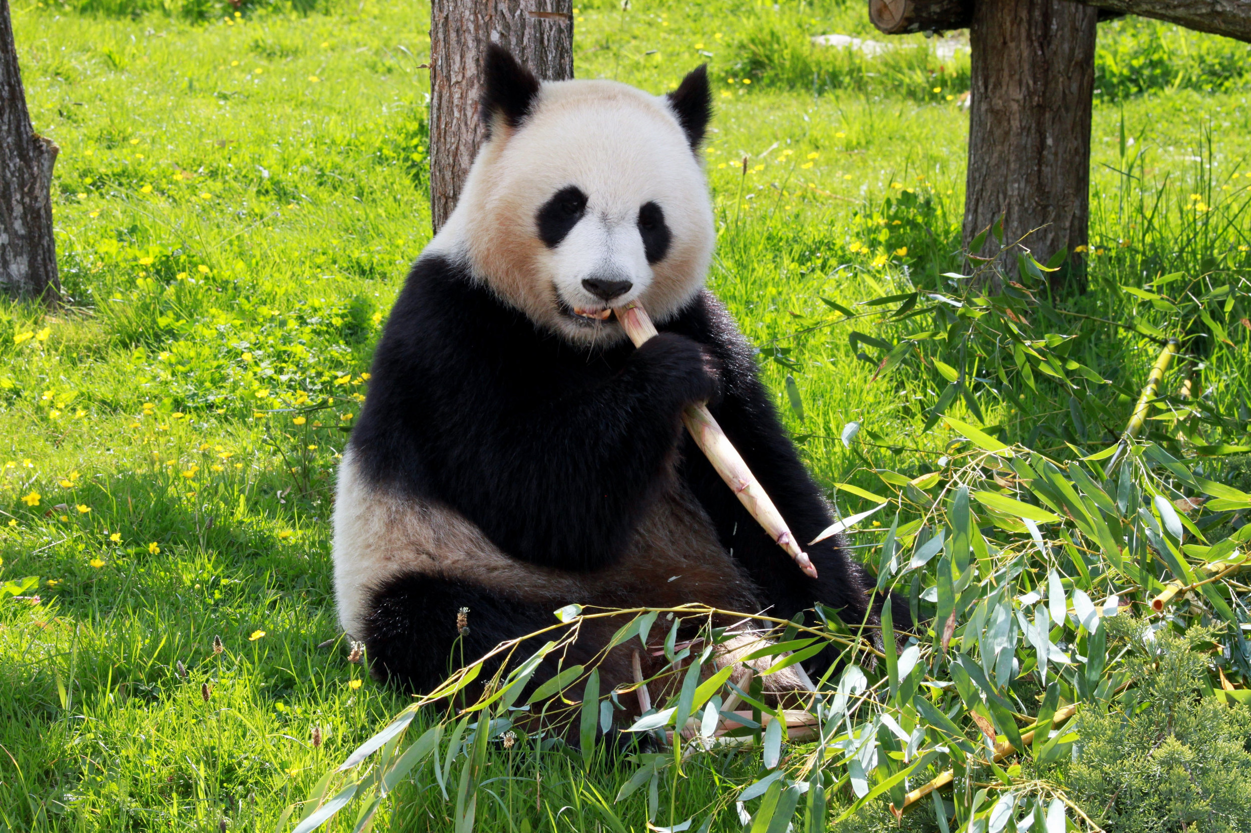 panda-206297.jpg