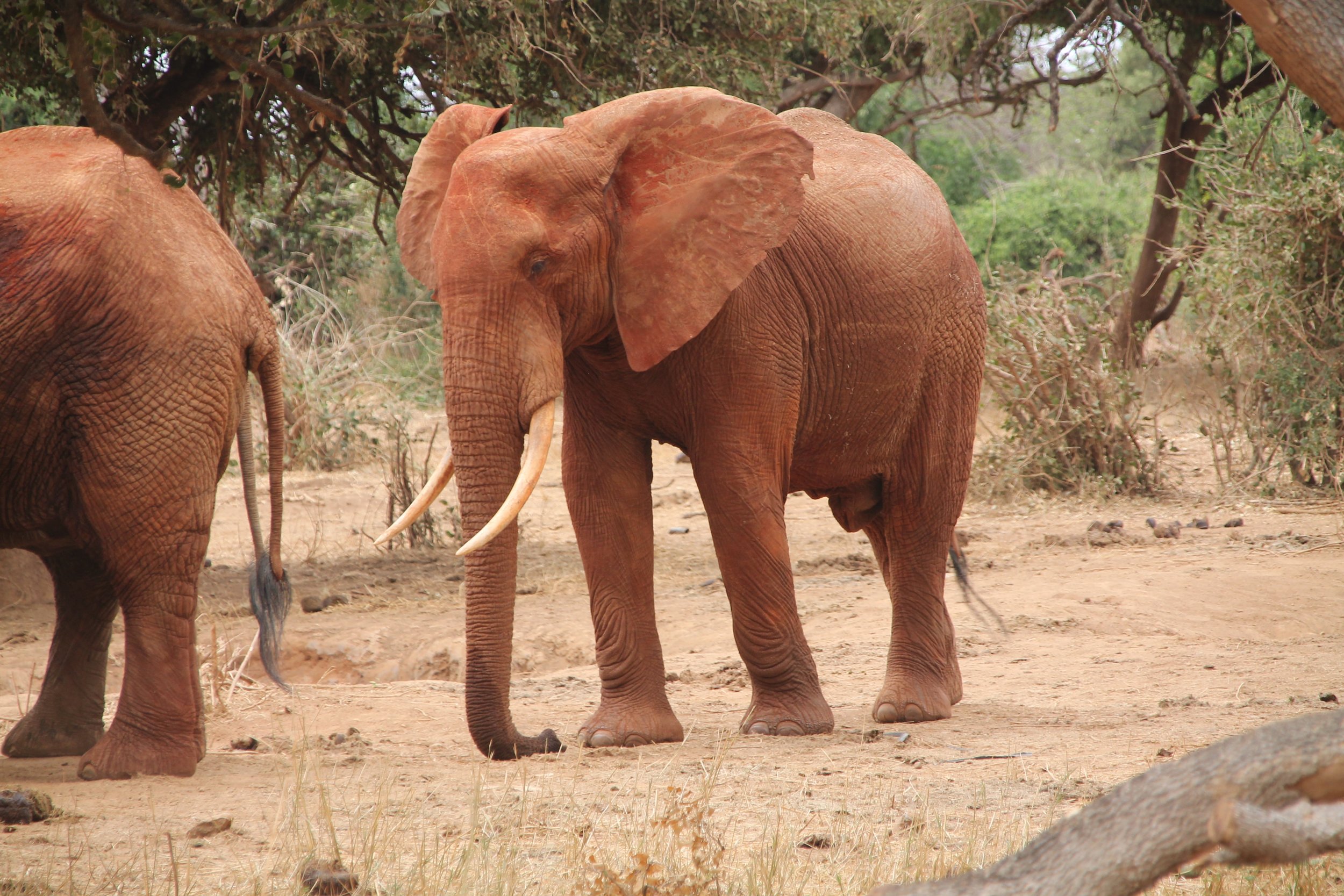 elephant-192917.jpg