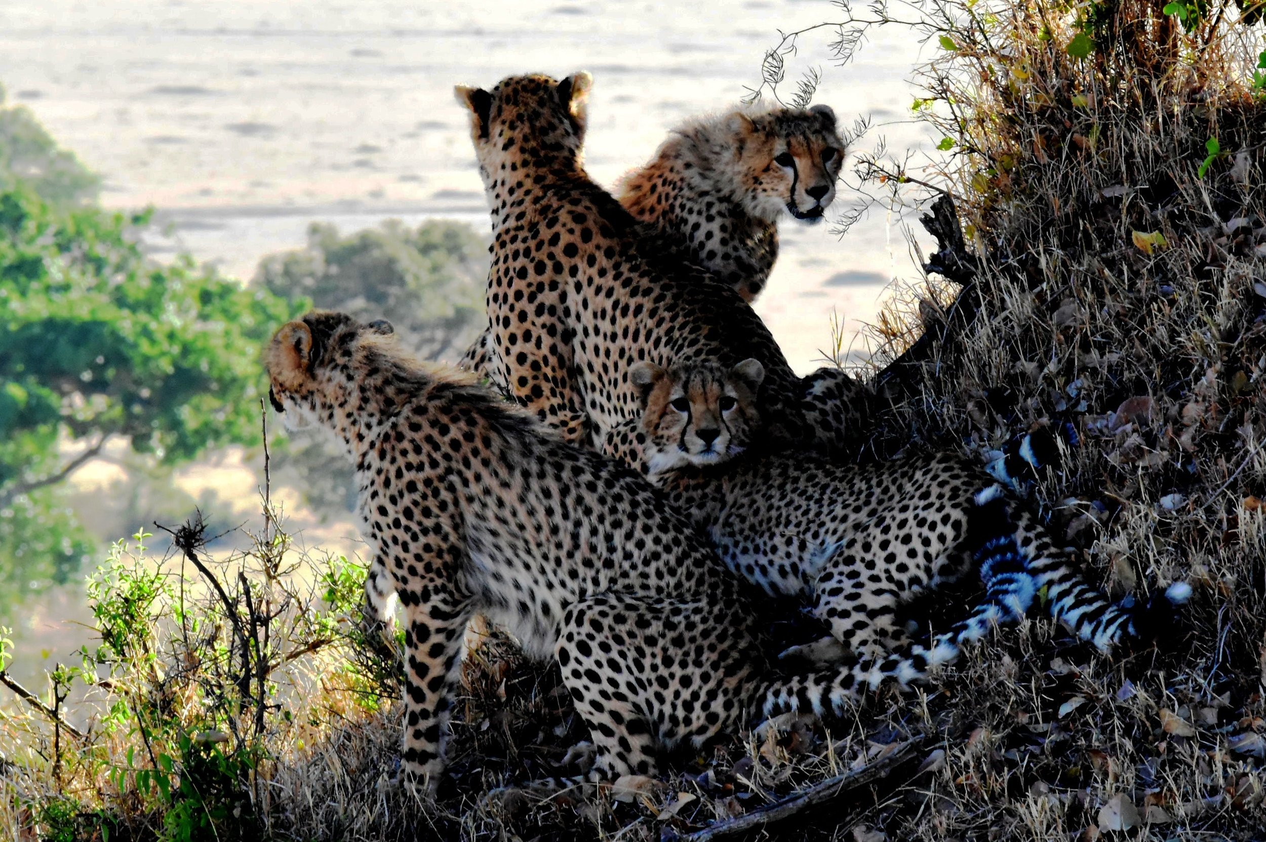 leopards-family-animals-tanzania-160459.jpeg
