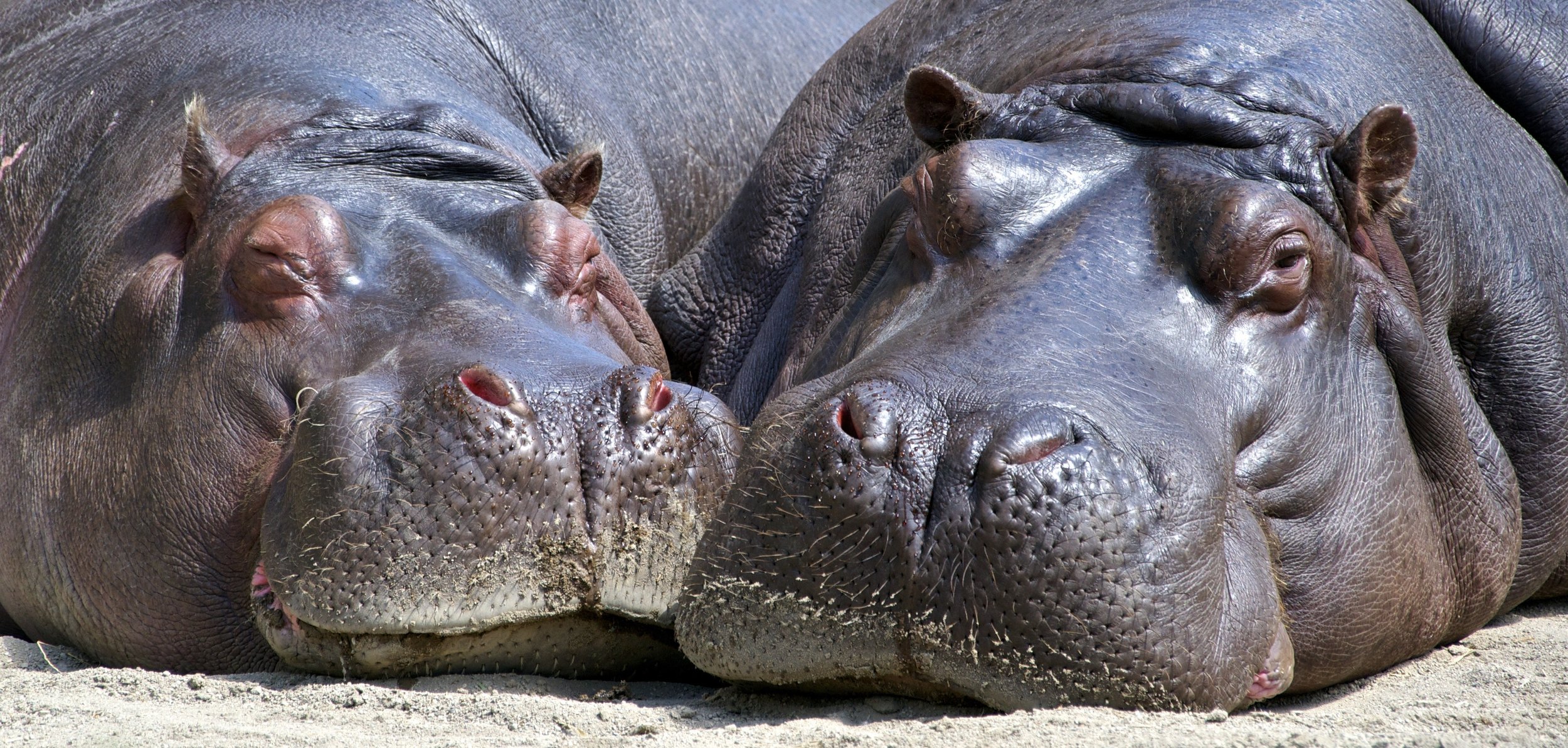 animals-close-up-hippopotamuses-35995.jpg
