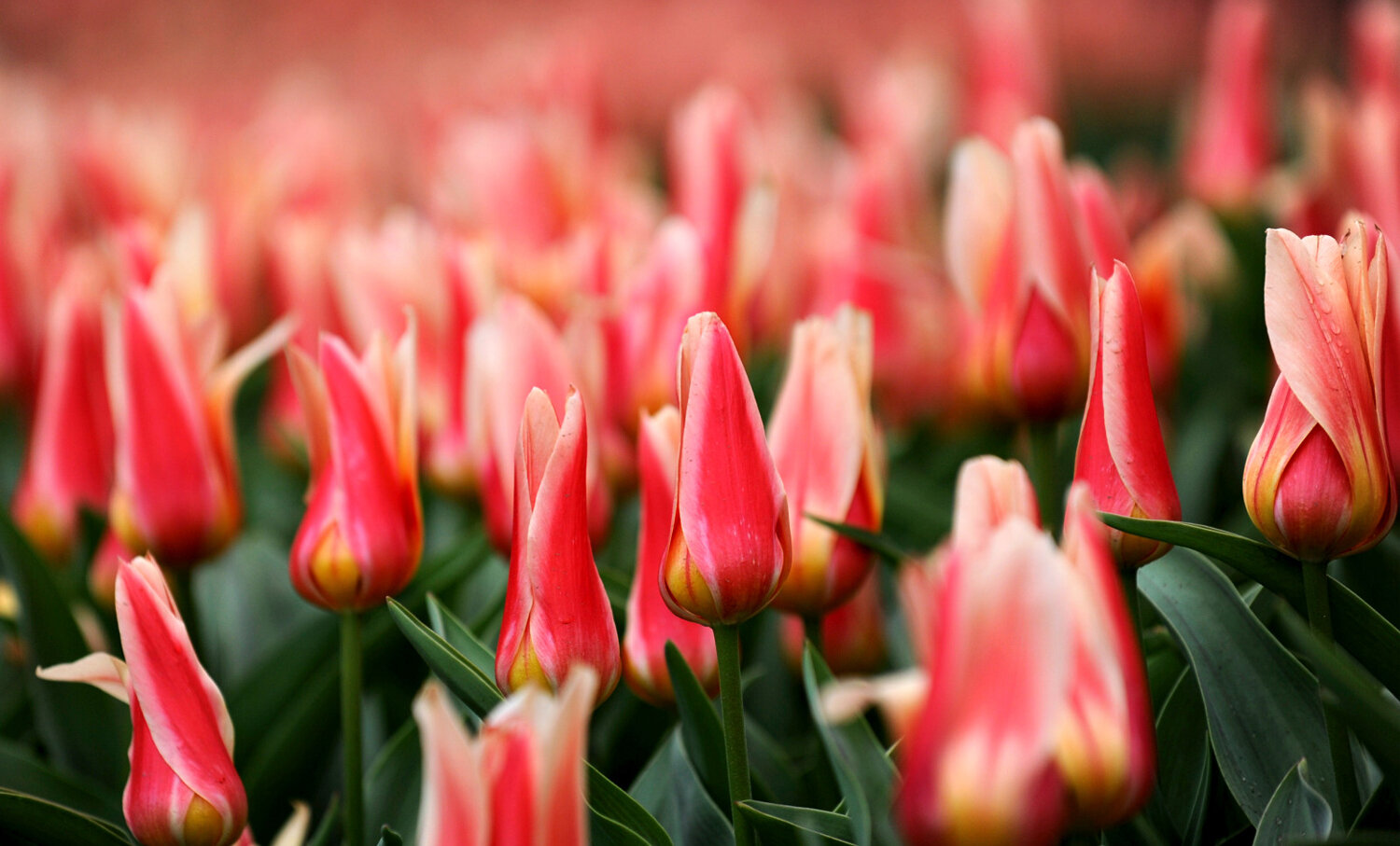 1a.Floriade+Birds+Eye+_with+labels.jpg