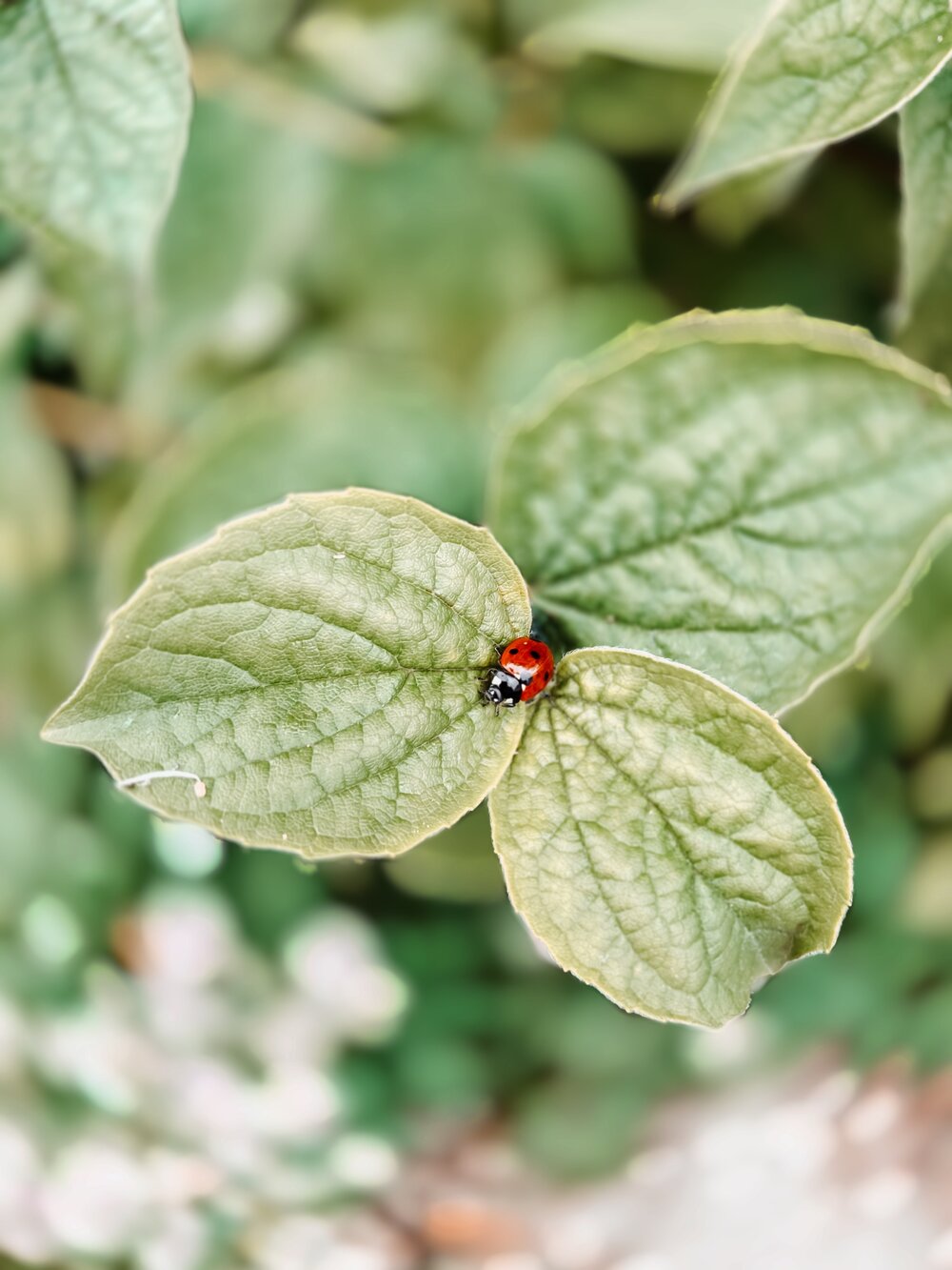 Plant_ladybug.jpg