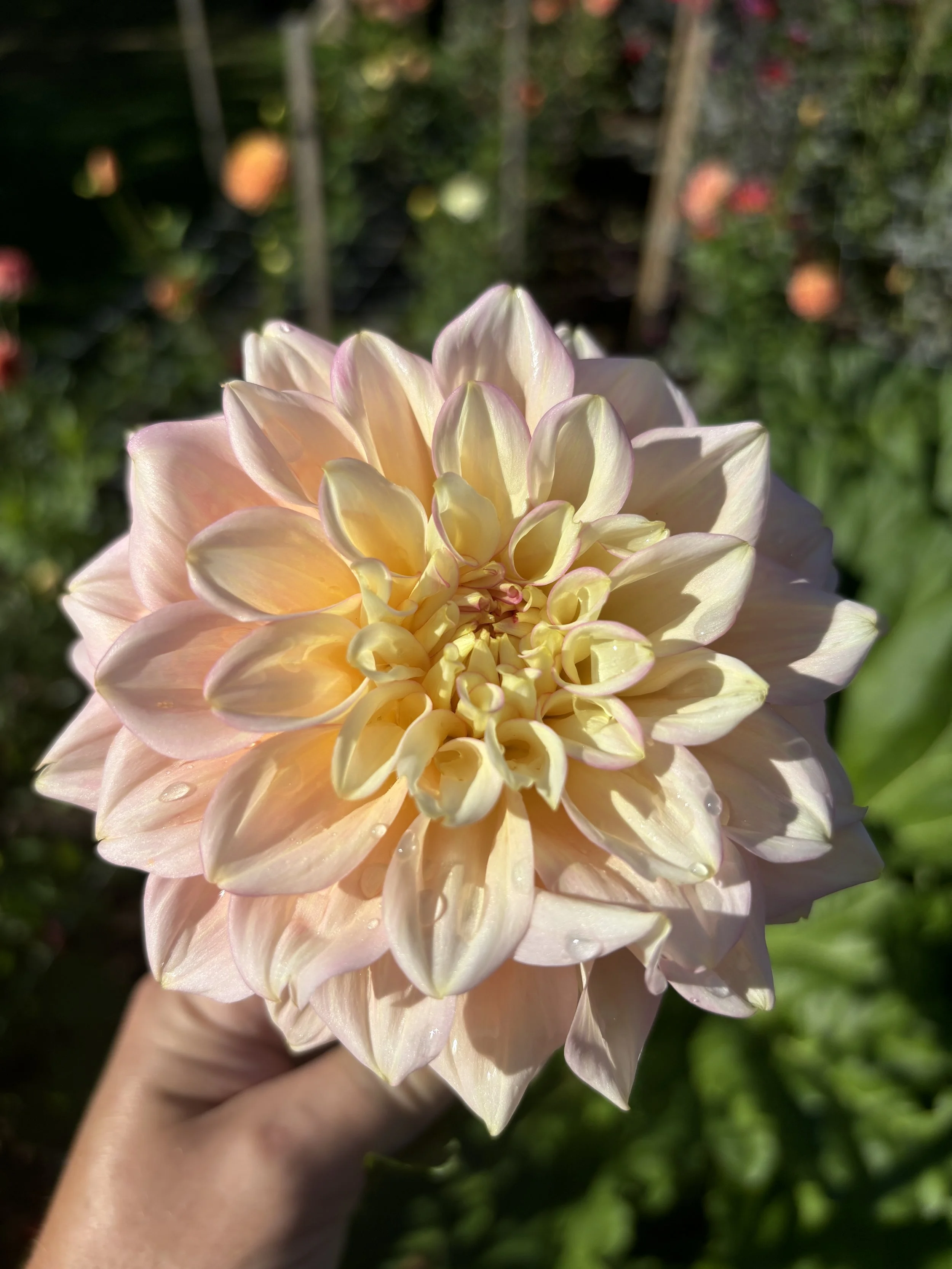 Sidehill Trishie.JPG