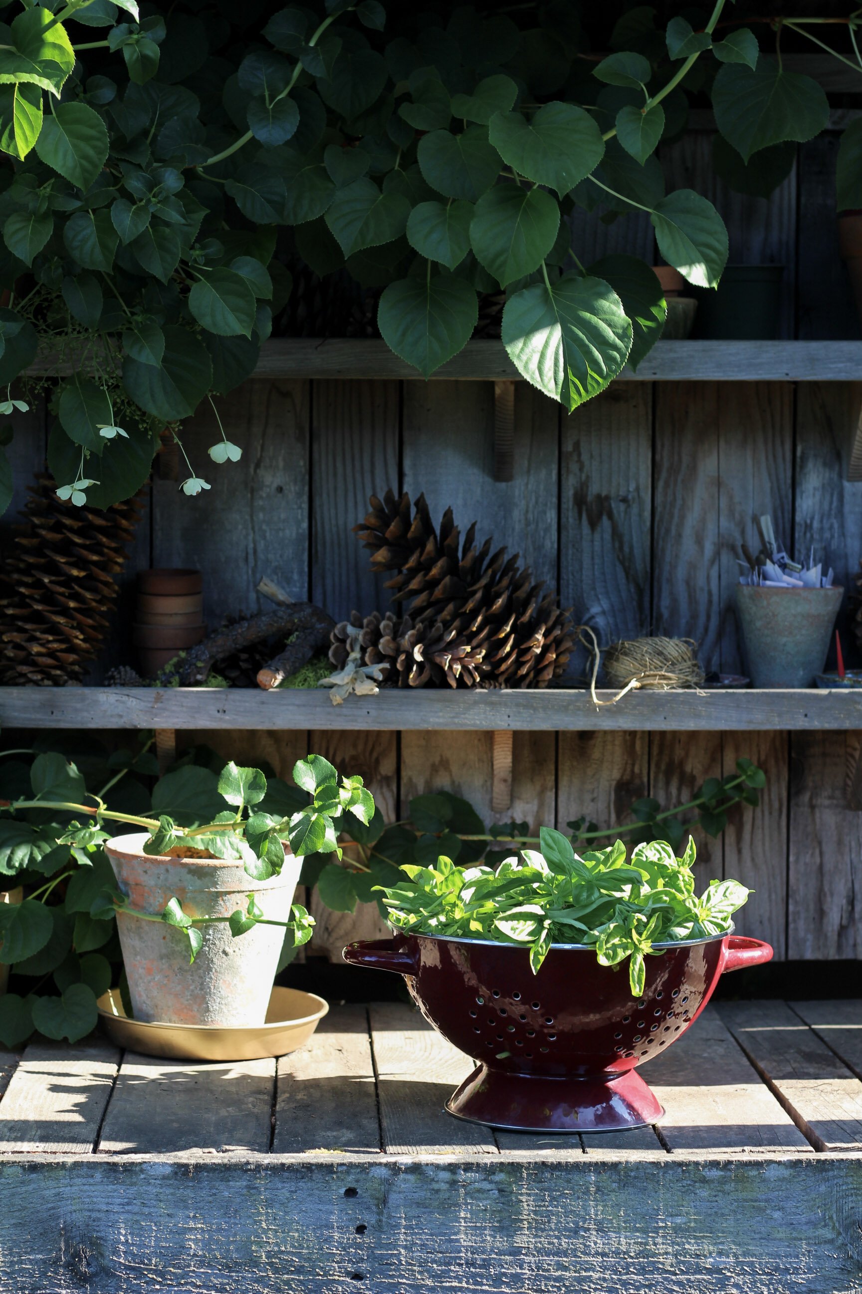basil growing tips