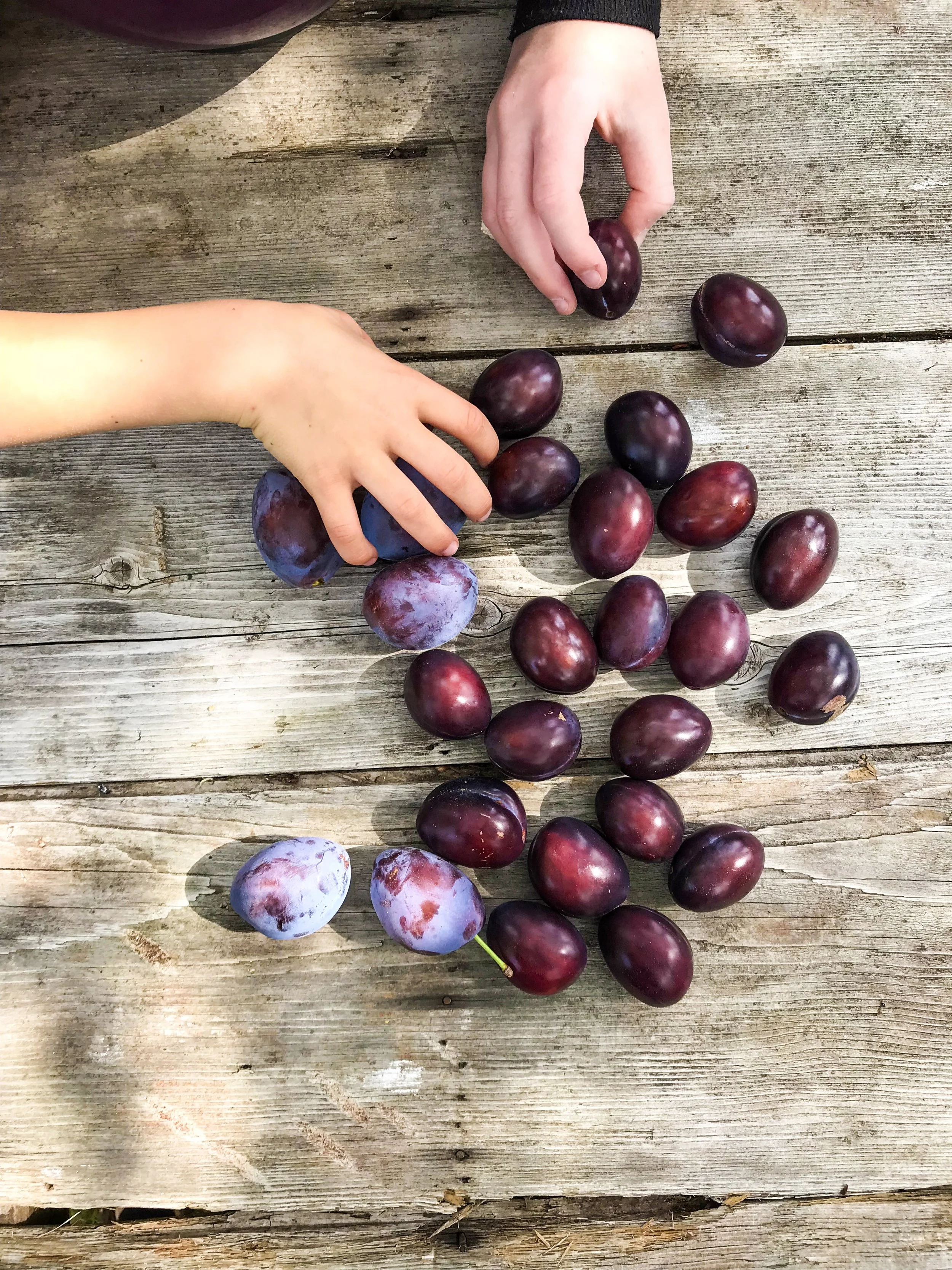 easiest plum drying recipe ever no effort needed