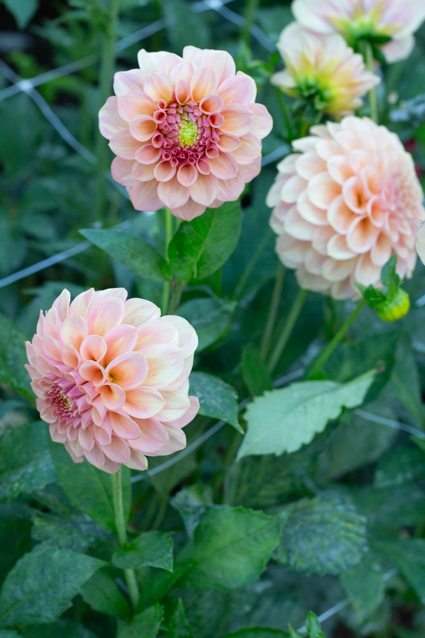 Rock Run Ashley 10.jpg