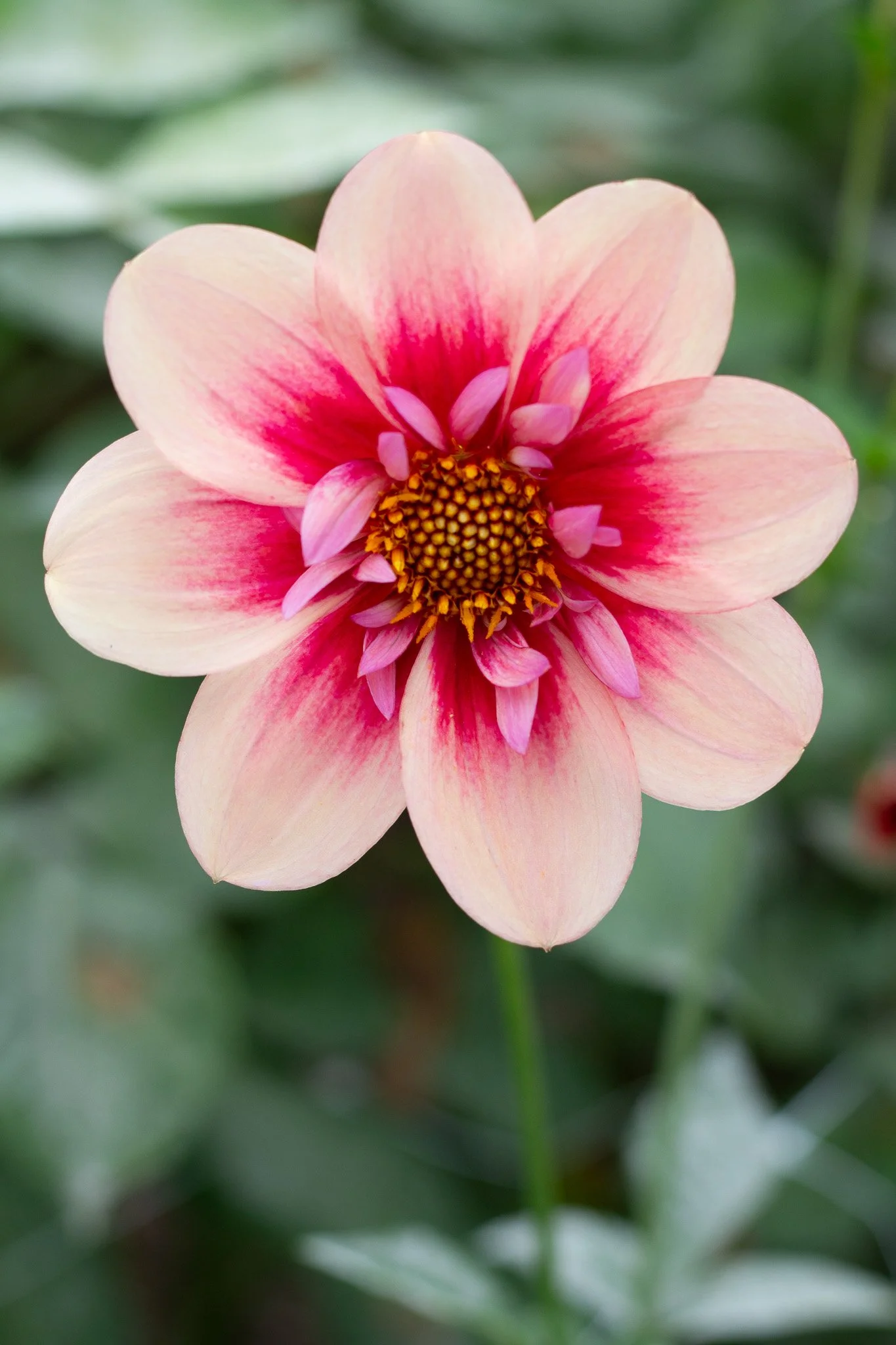 Rhubarb and Custard 33.jpg