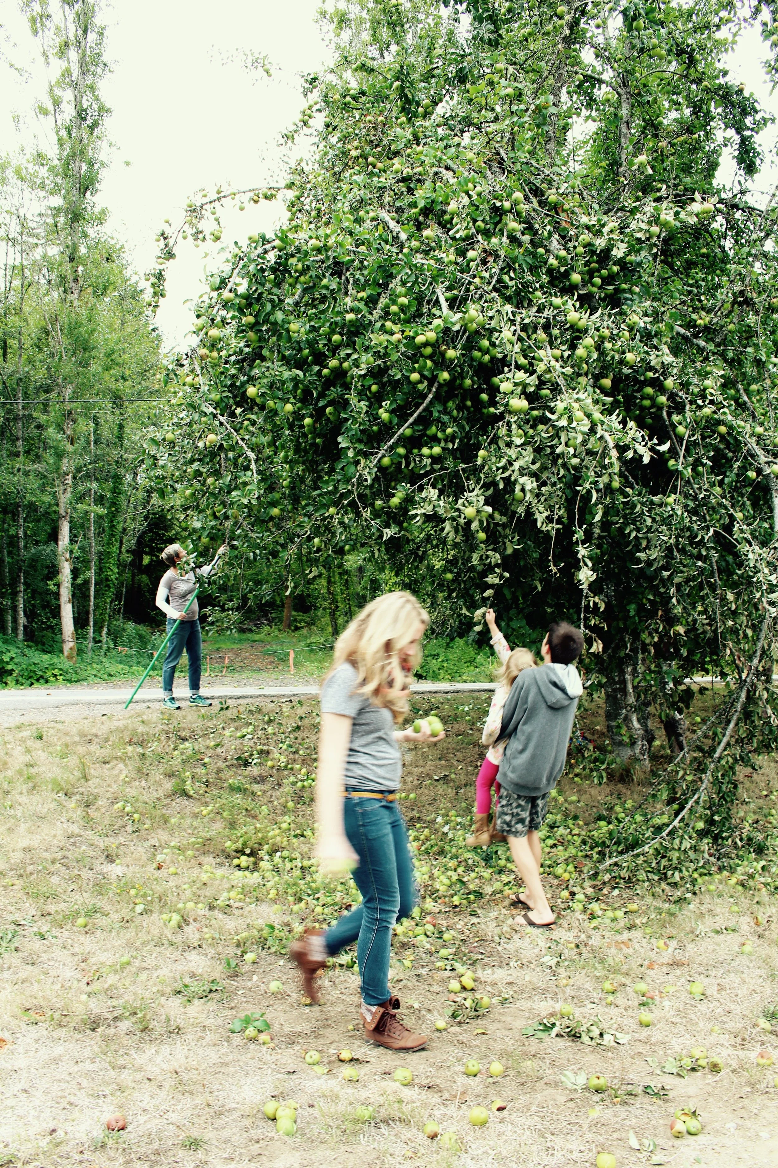 CiderPressing