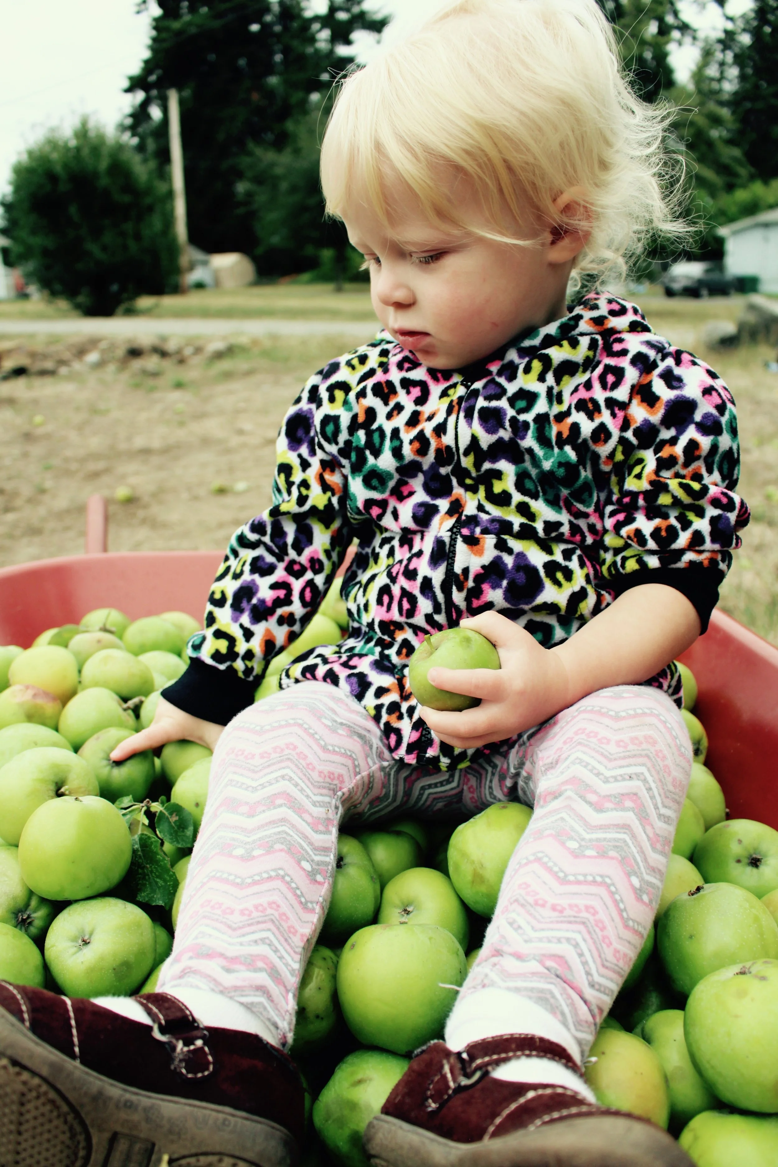 CiderPressing