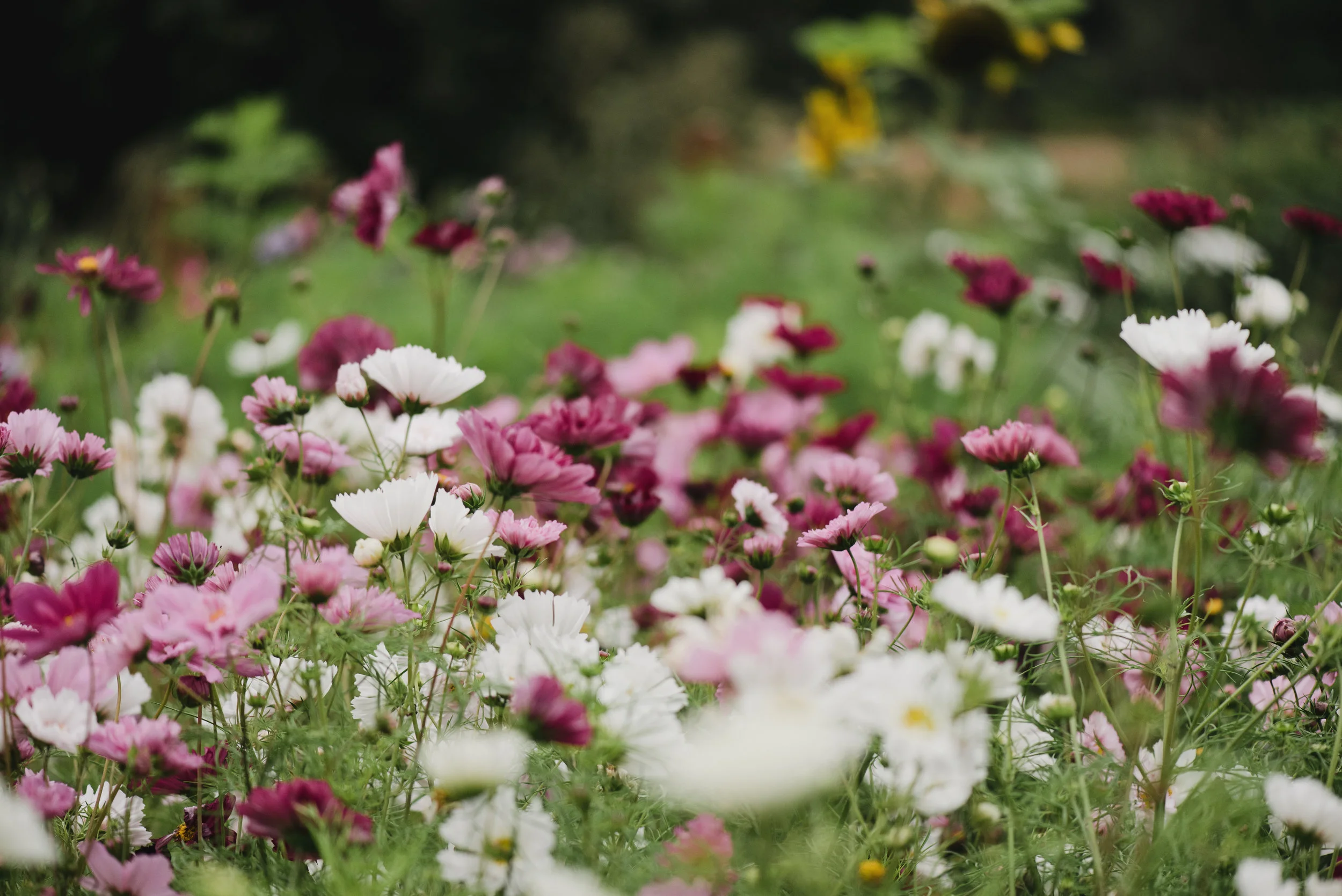 Sip & Clip Workshops