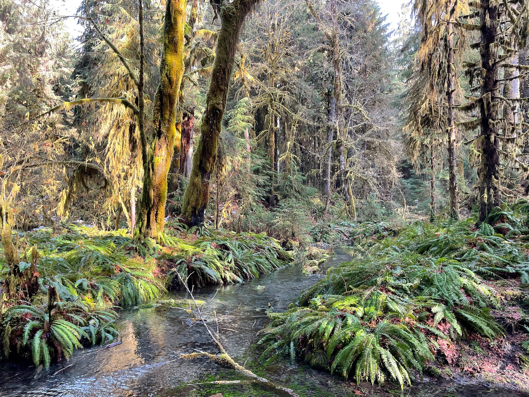 The Spruce Trail, Hoh Rainforest