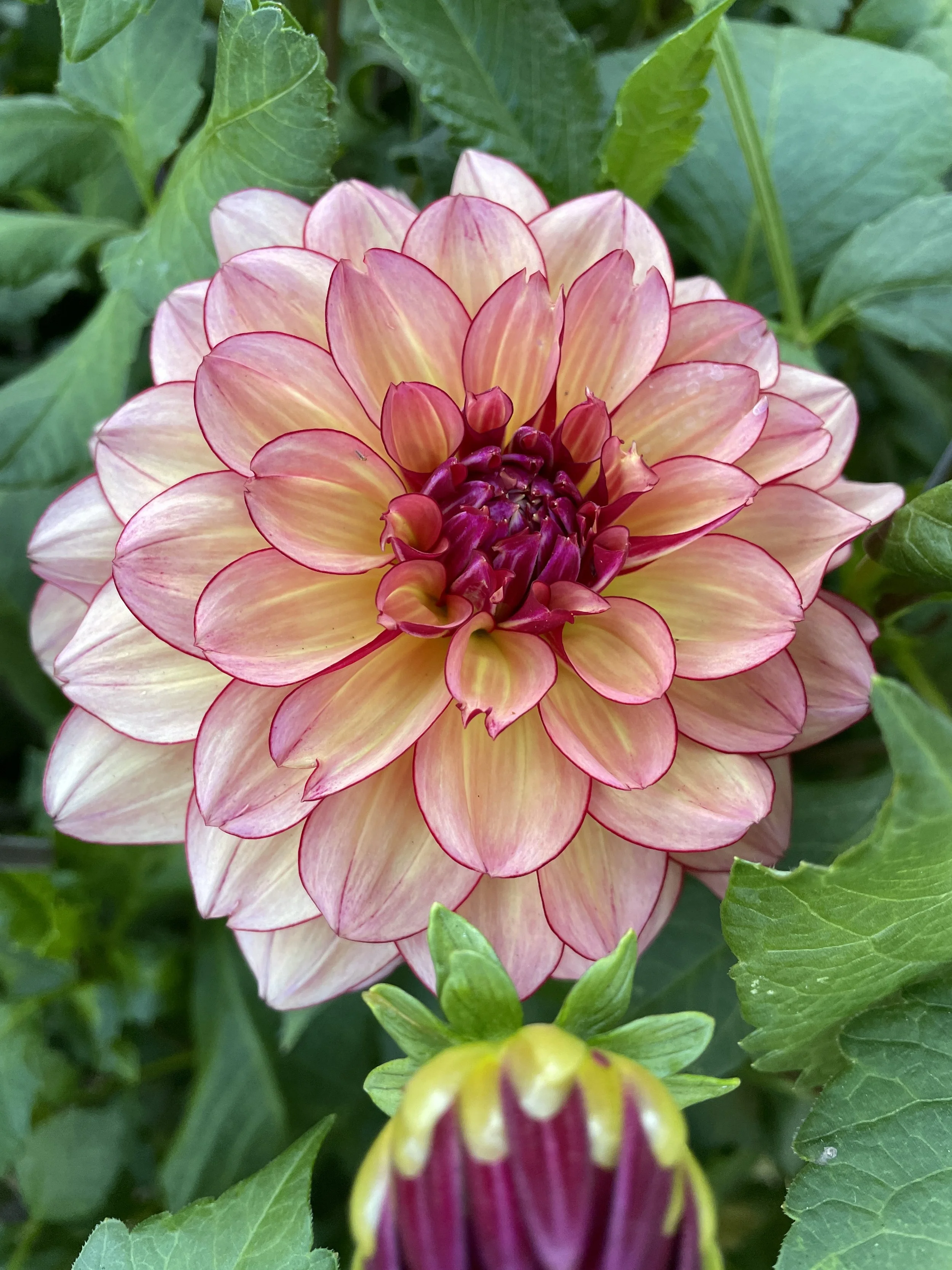 Dahlia Rawhide — ciderpress lane