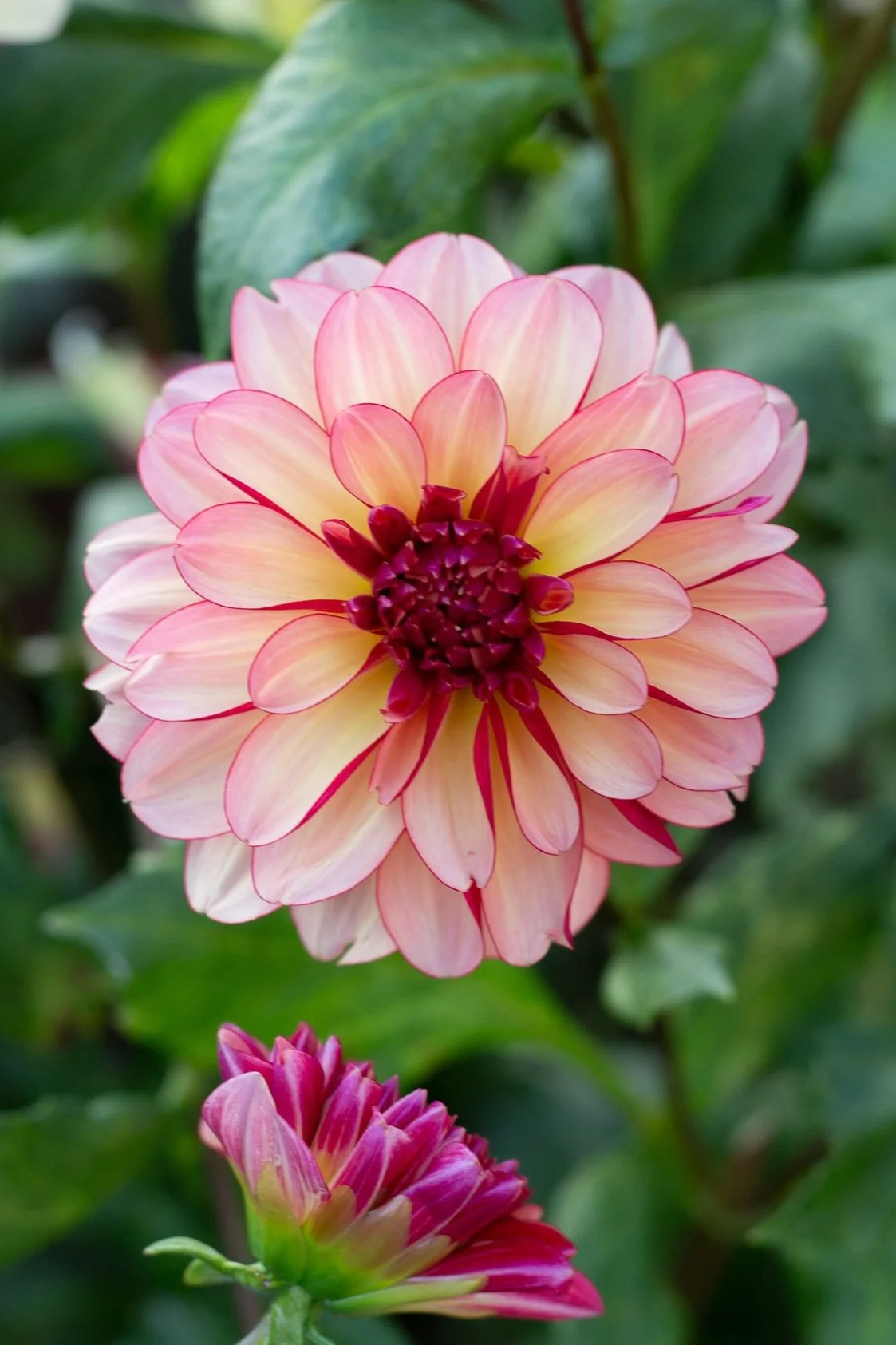 Dahlia Rawhide — ciderpress lane