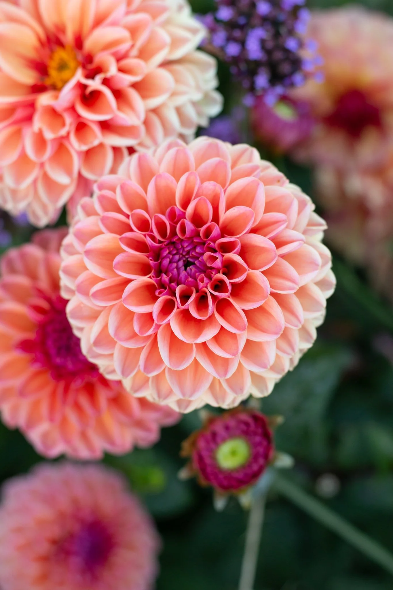 How to Plant Your Dahlia Cutting Garden