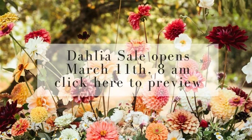 Home Page Banners.jpg