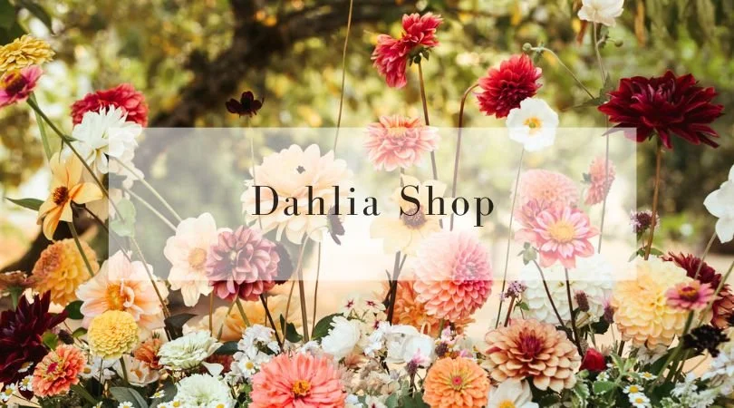 Home Page Banners (6).jpg