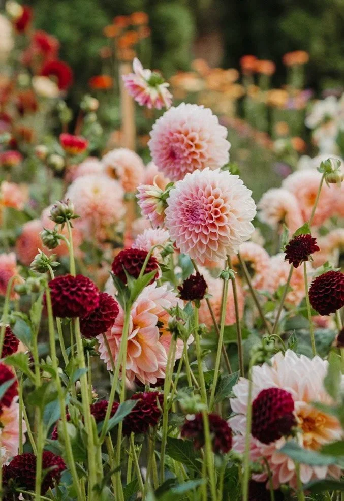 Keeping Your Dahlias Pest Free