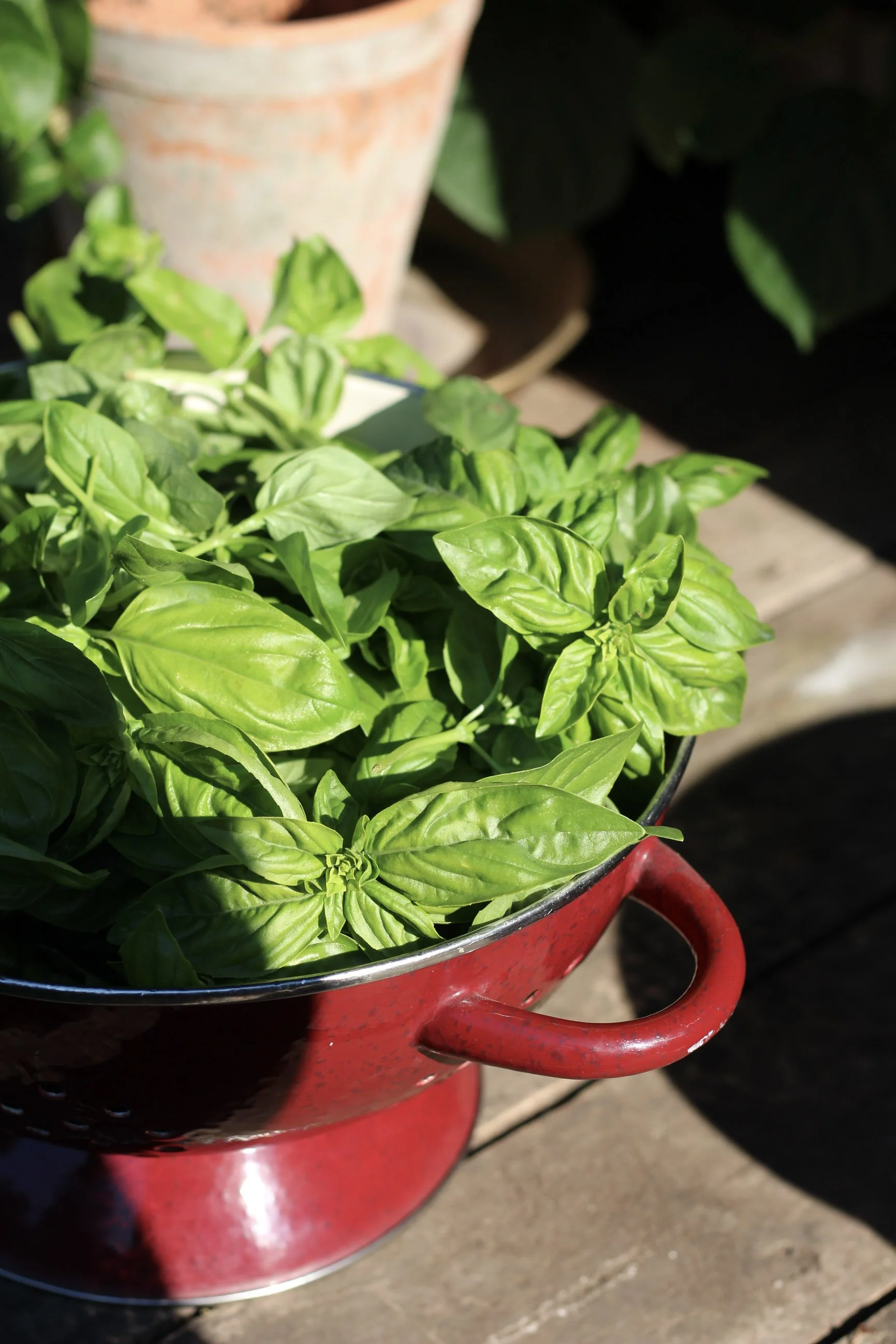 Basil: How to Grow it and What to Do With it