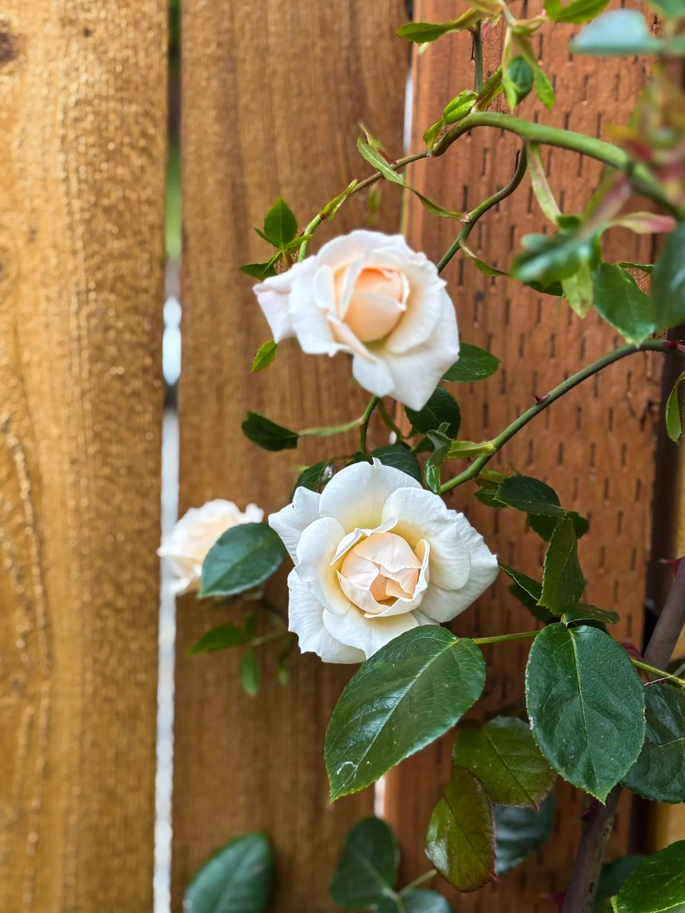 Caring For Your Climbing Roses