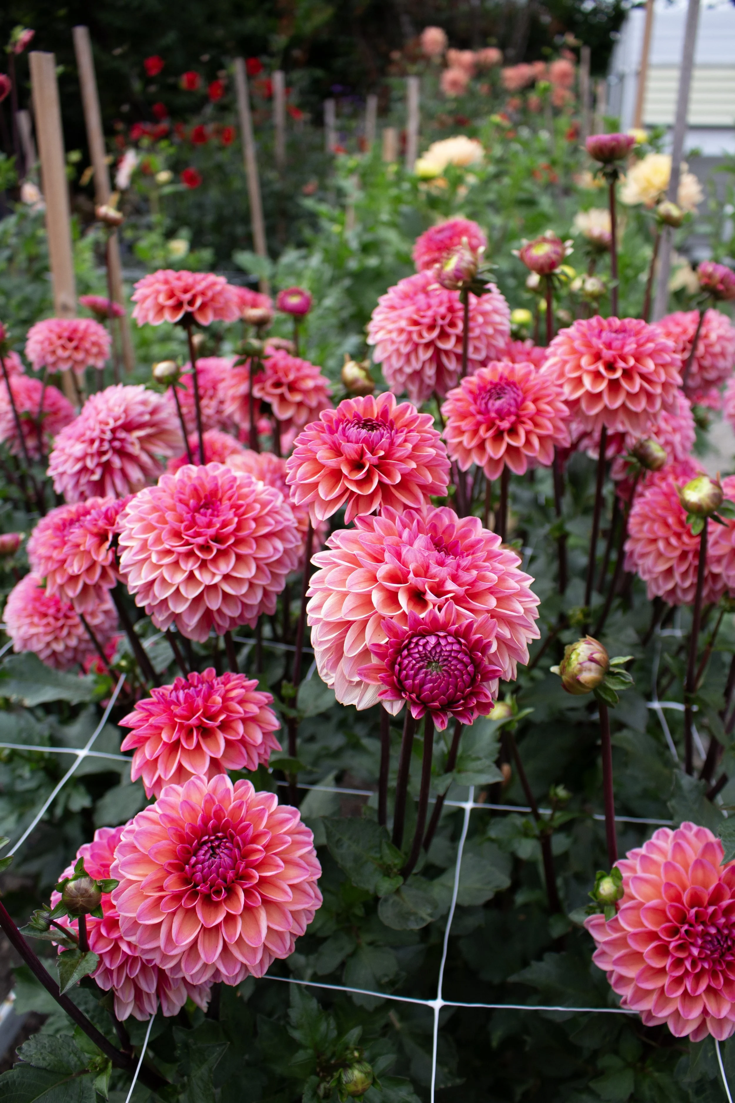 Why Your Dahlias Aren't Blooming : A Guide to a Thriving Dahlia Patch
