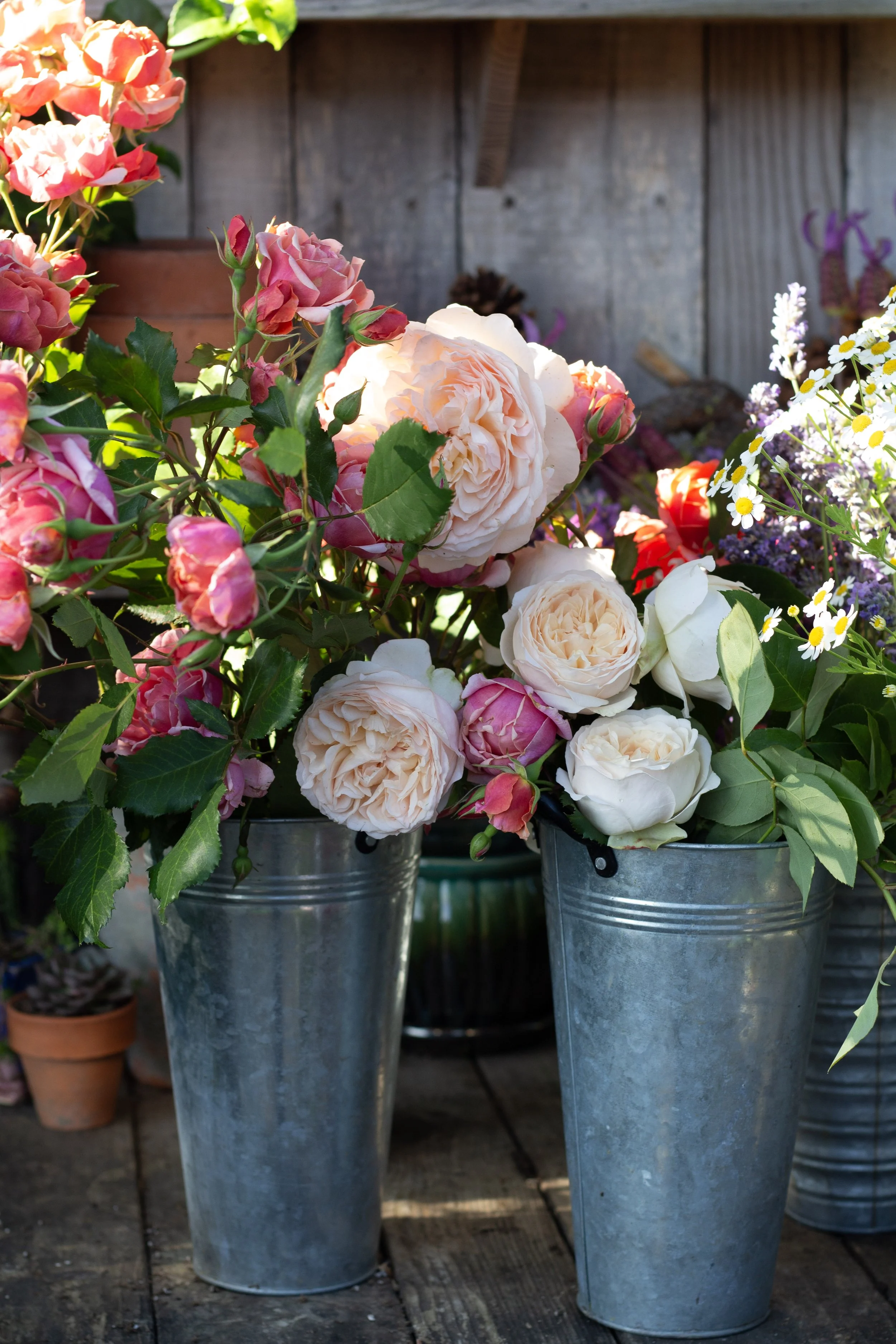 Taking care of climbing roses tips and tricks