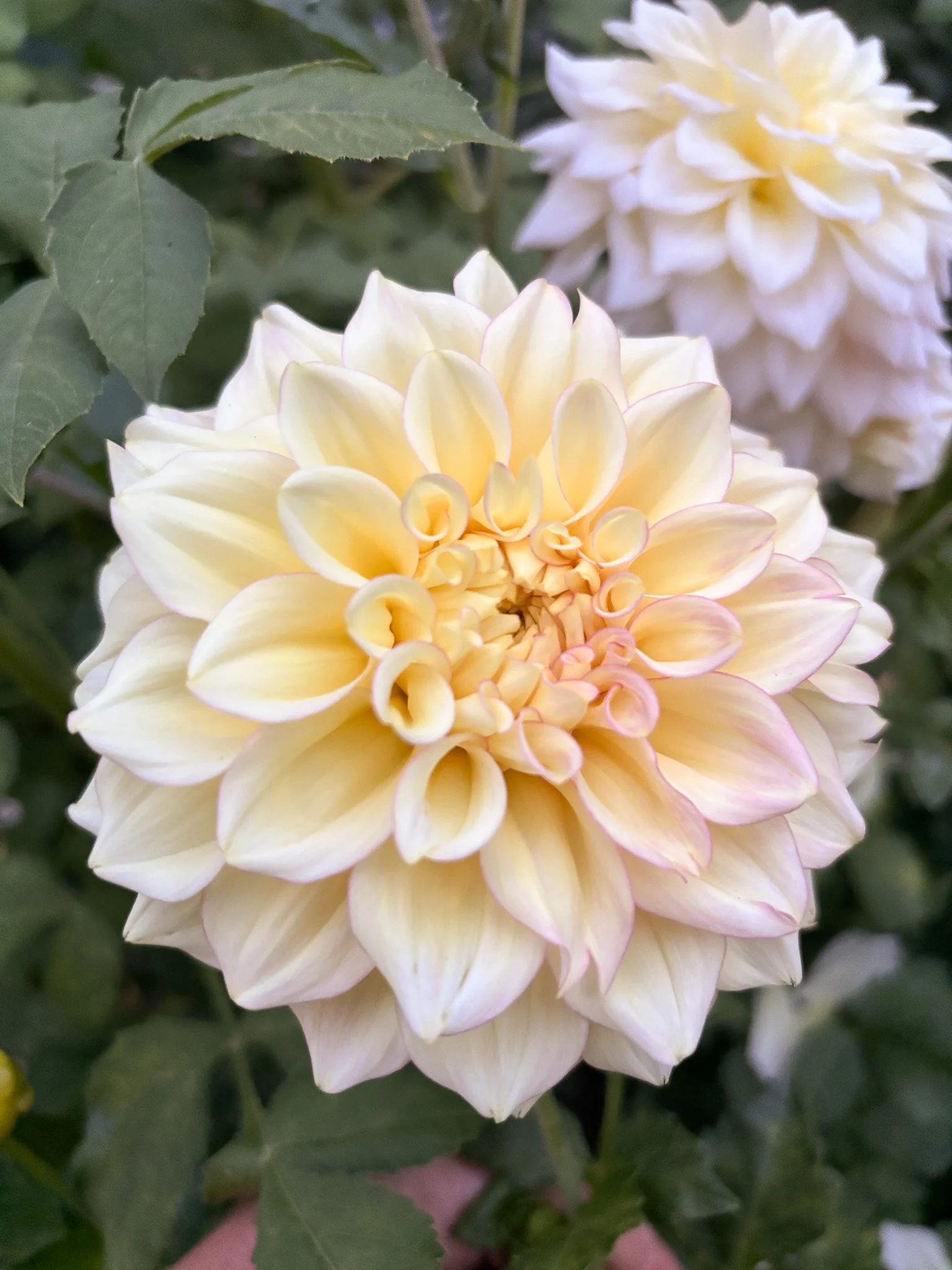 Sidehill Trishie 07-2.jpg