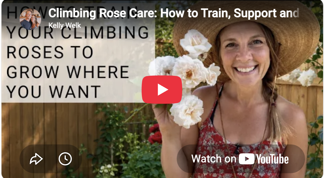 Caring For your climbing roses tips and tricks