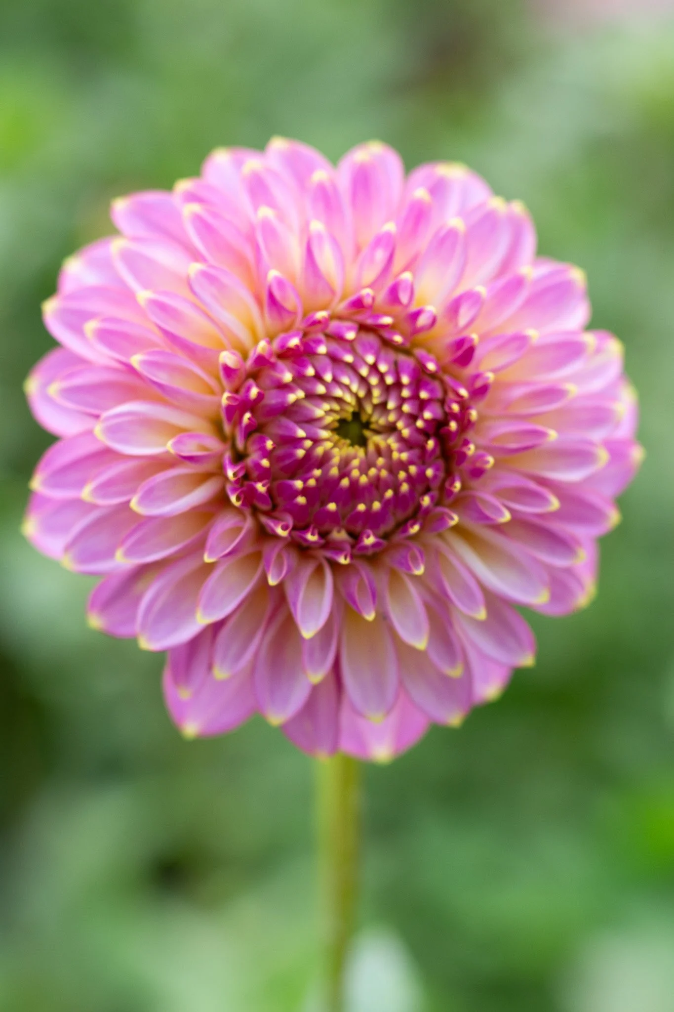 Skipley Spot of Gold 21.jpg