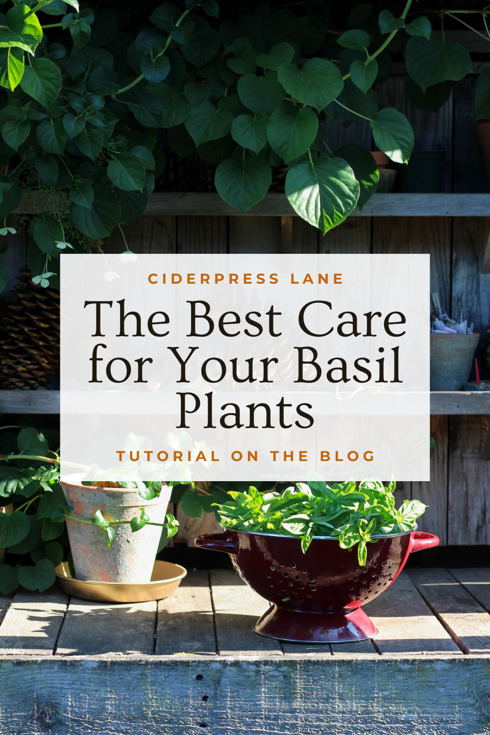 hwo to haev happy basil plants