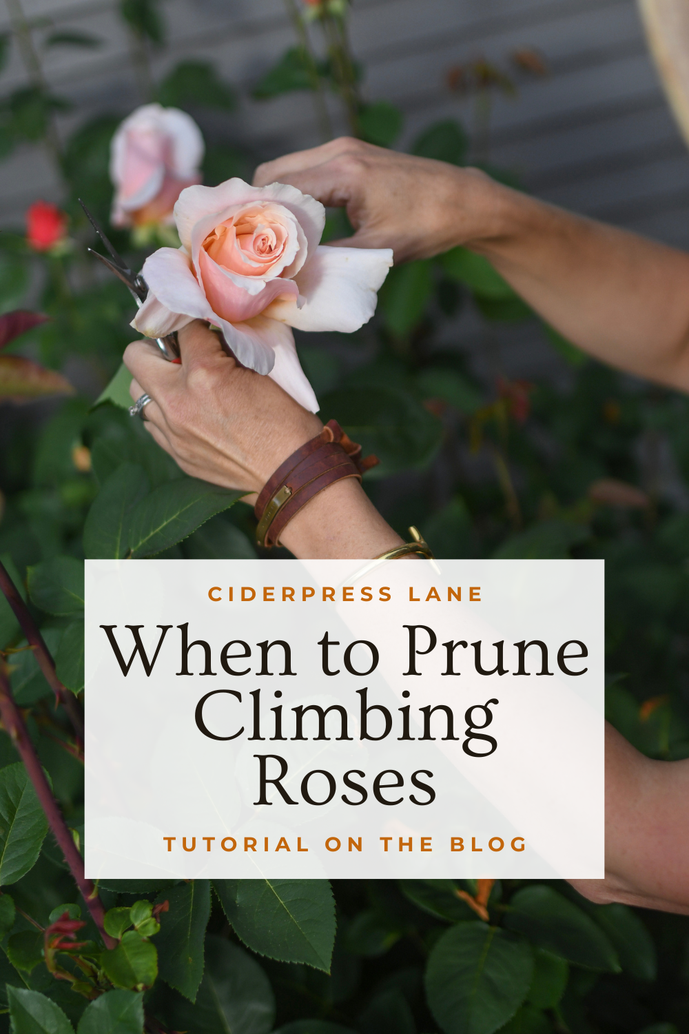 Easy climbing rose care