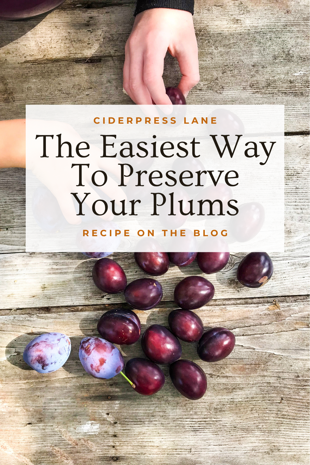 plum recipe to dry dehydrate save all winter long