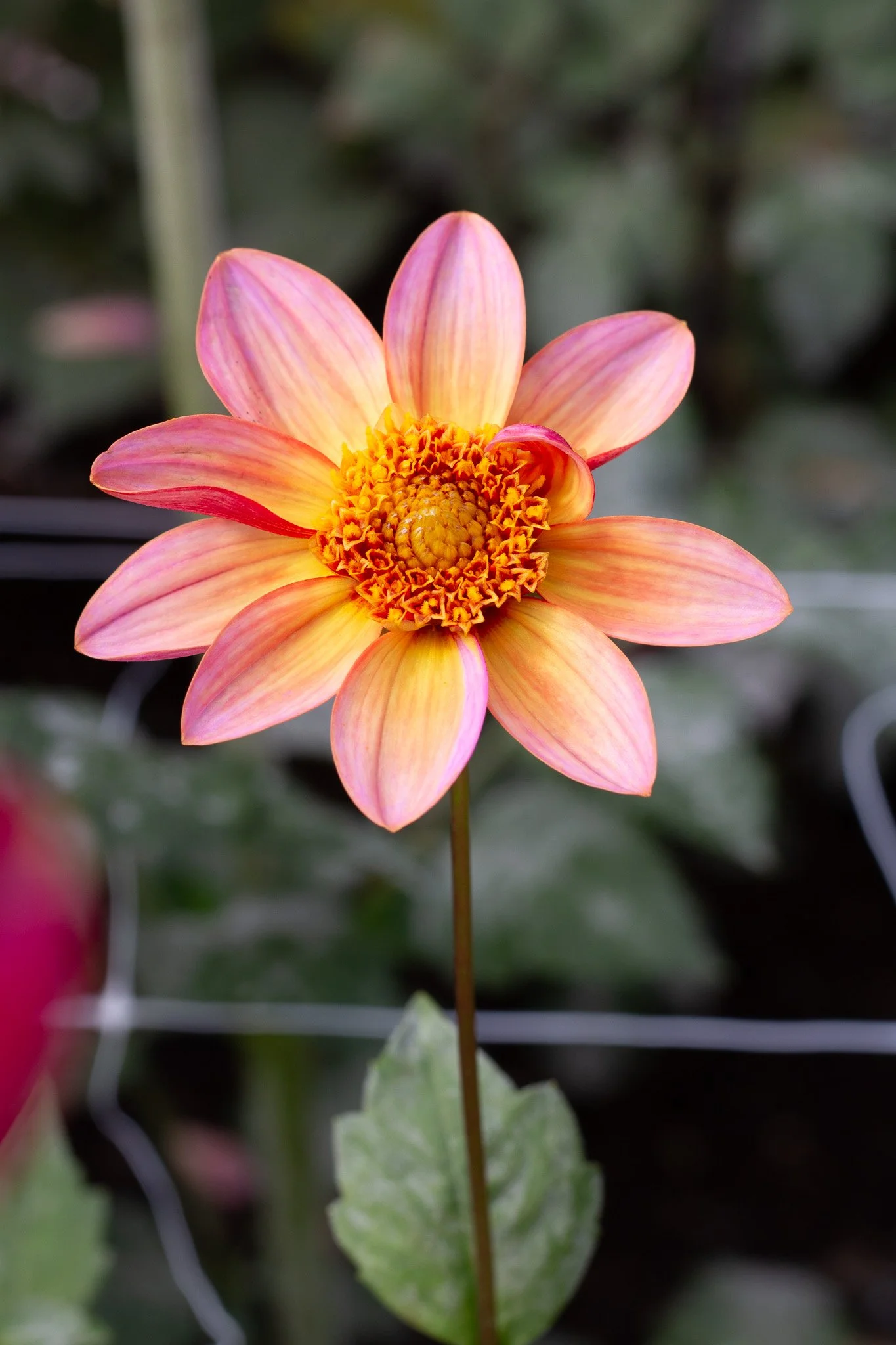 Totally Tangerine 31.jpg