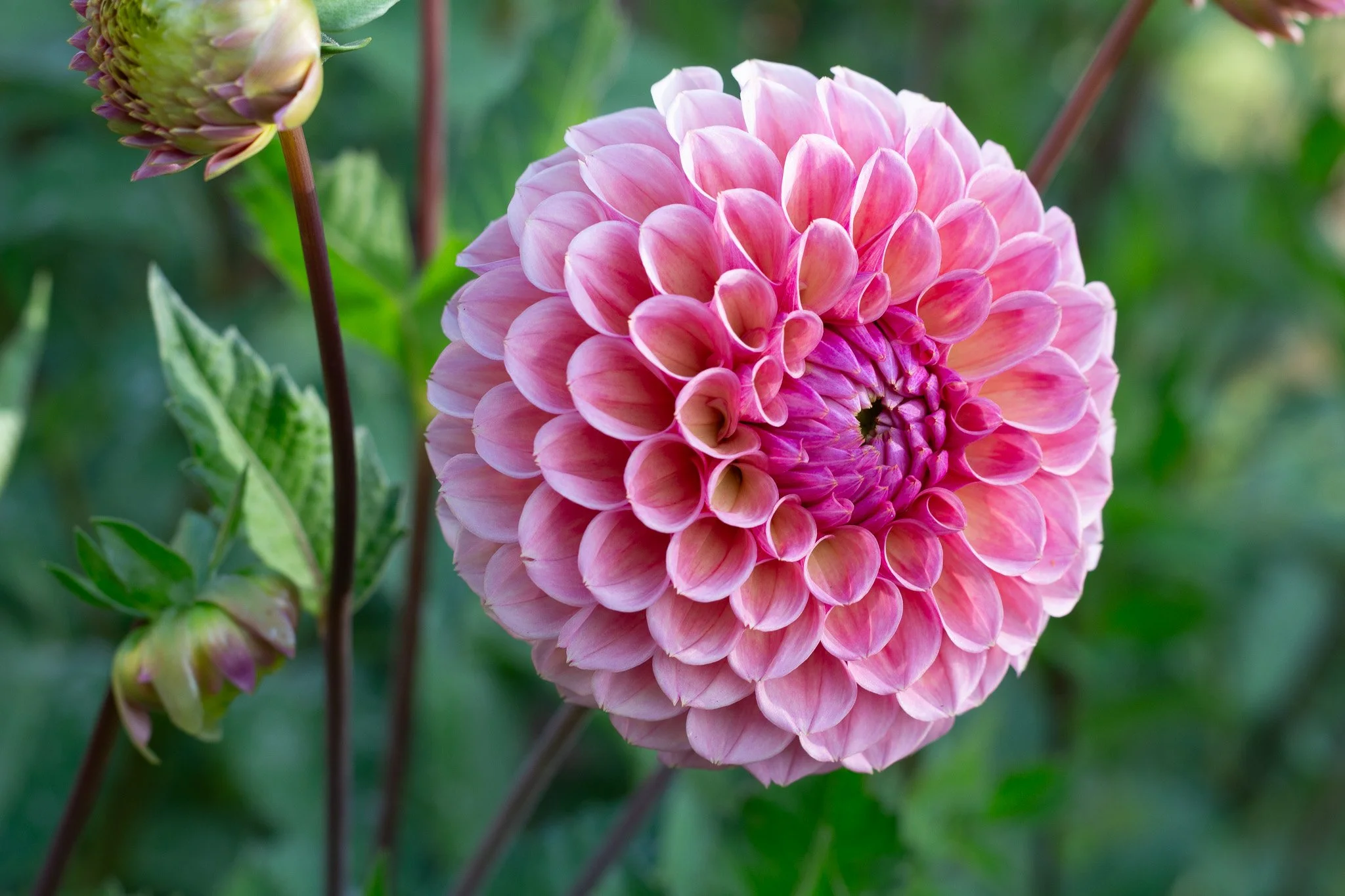 should I use stakes and support on my dahluias dahlias