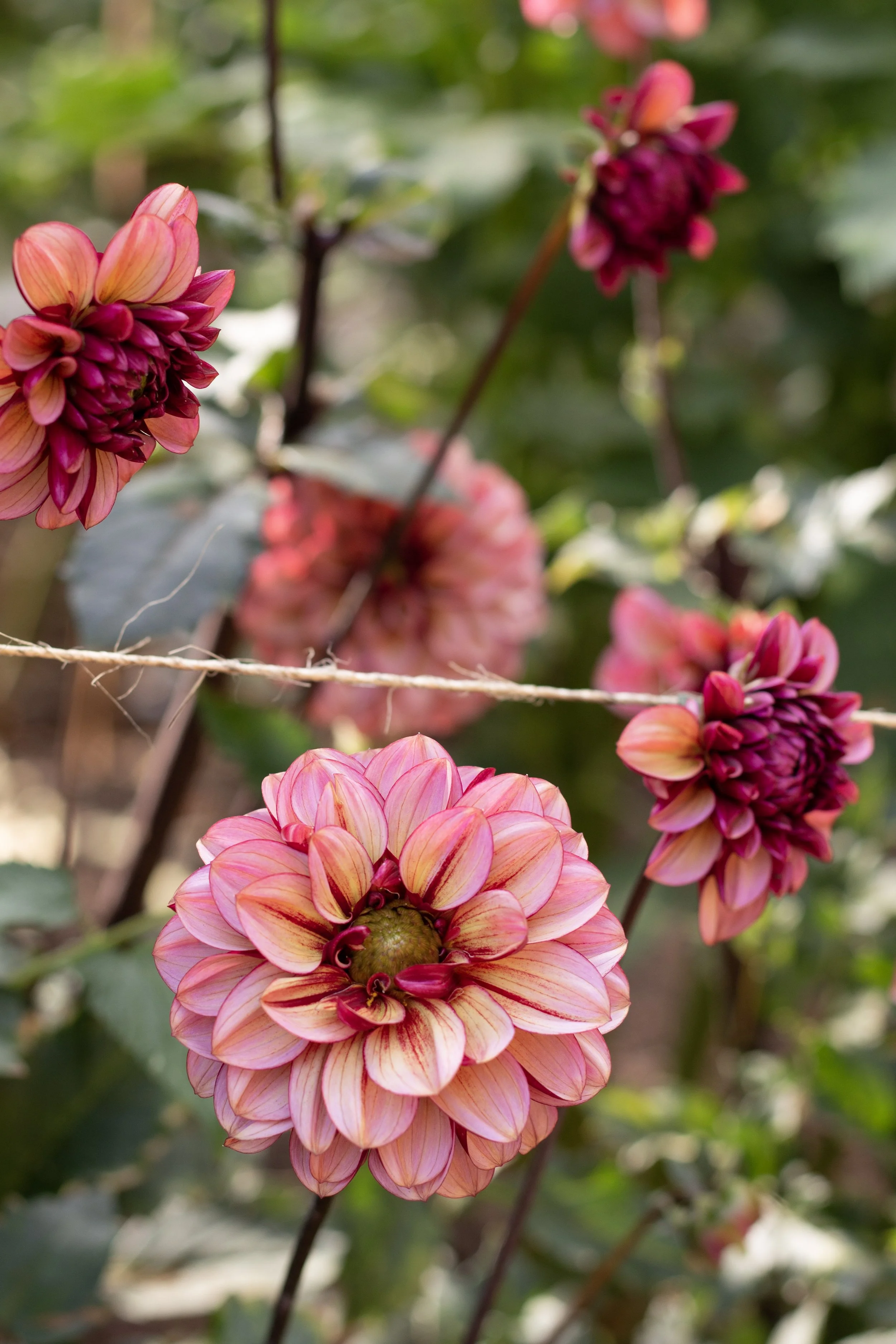 how to harvest dahlias for the most blooms more blooms