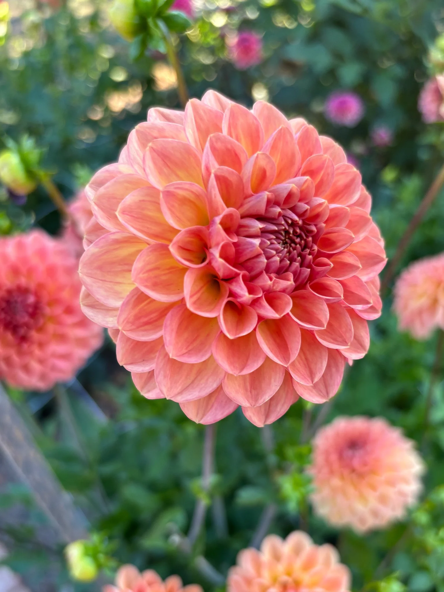 Dahlia : Lark's Ebbe