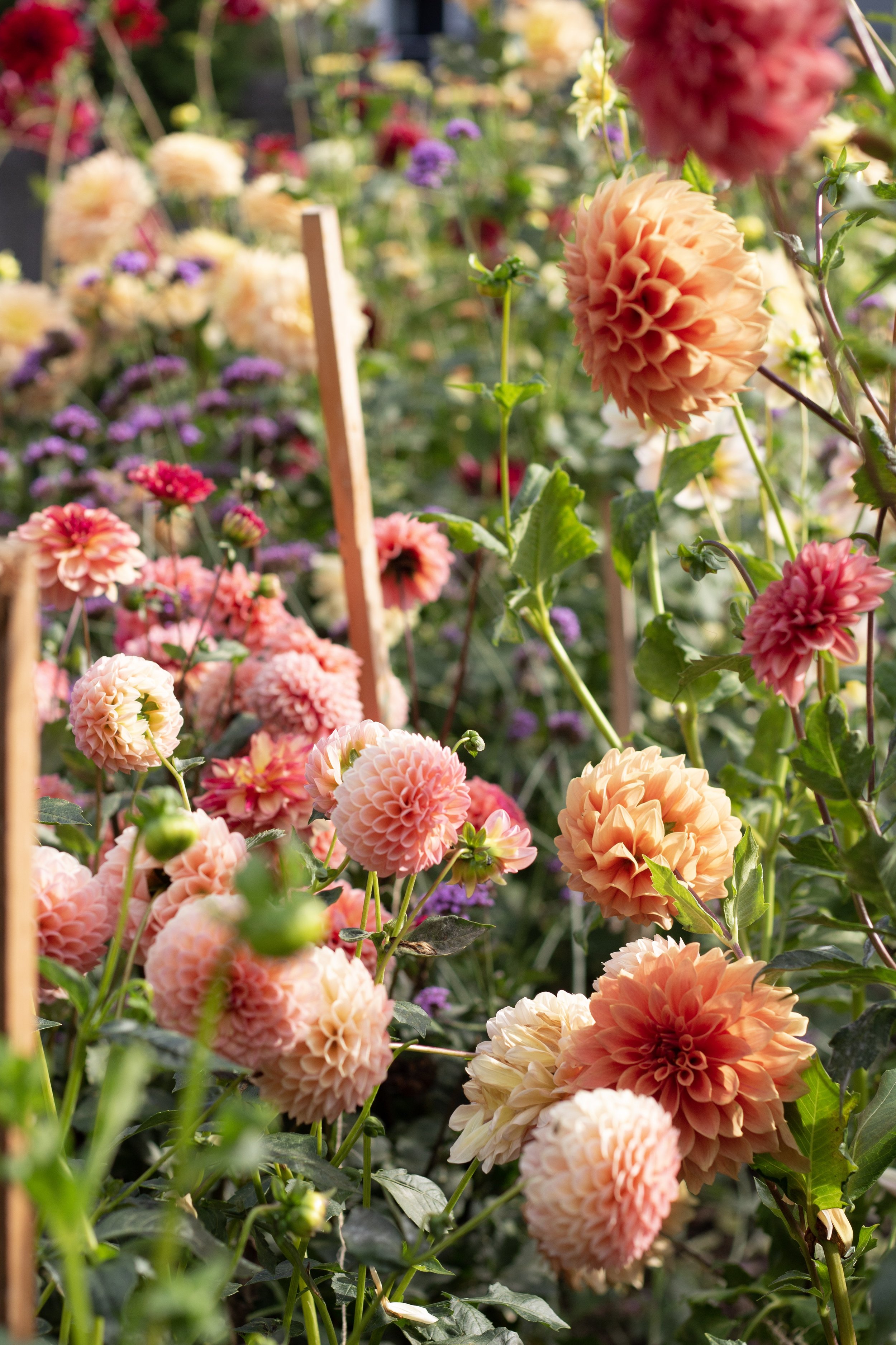 why wont my dahlais blooms