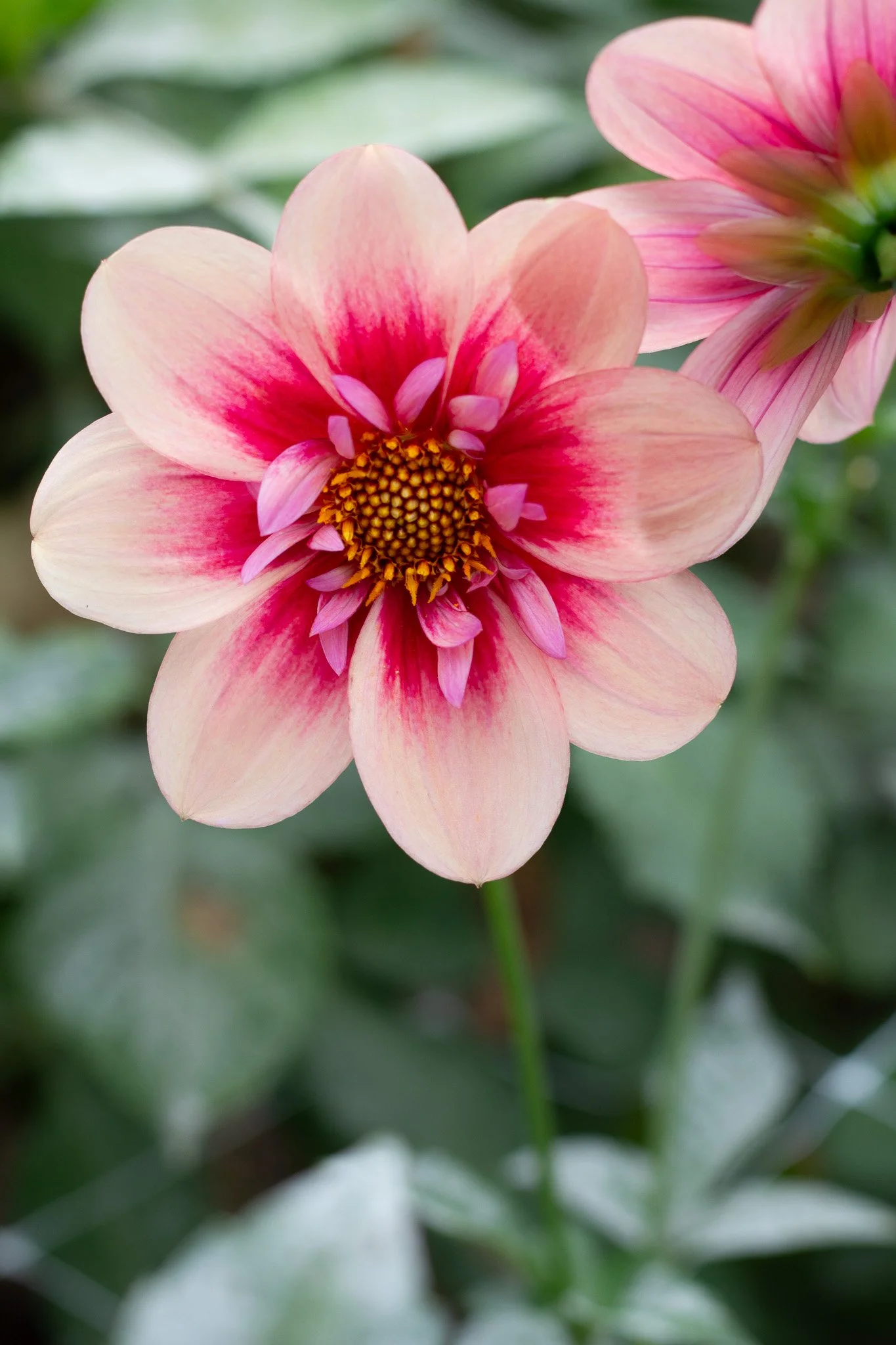 Rhubarb and Custard 30.jpg