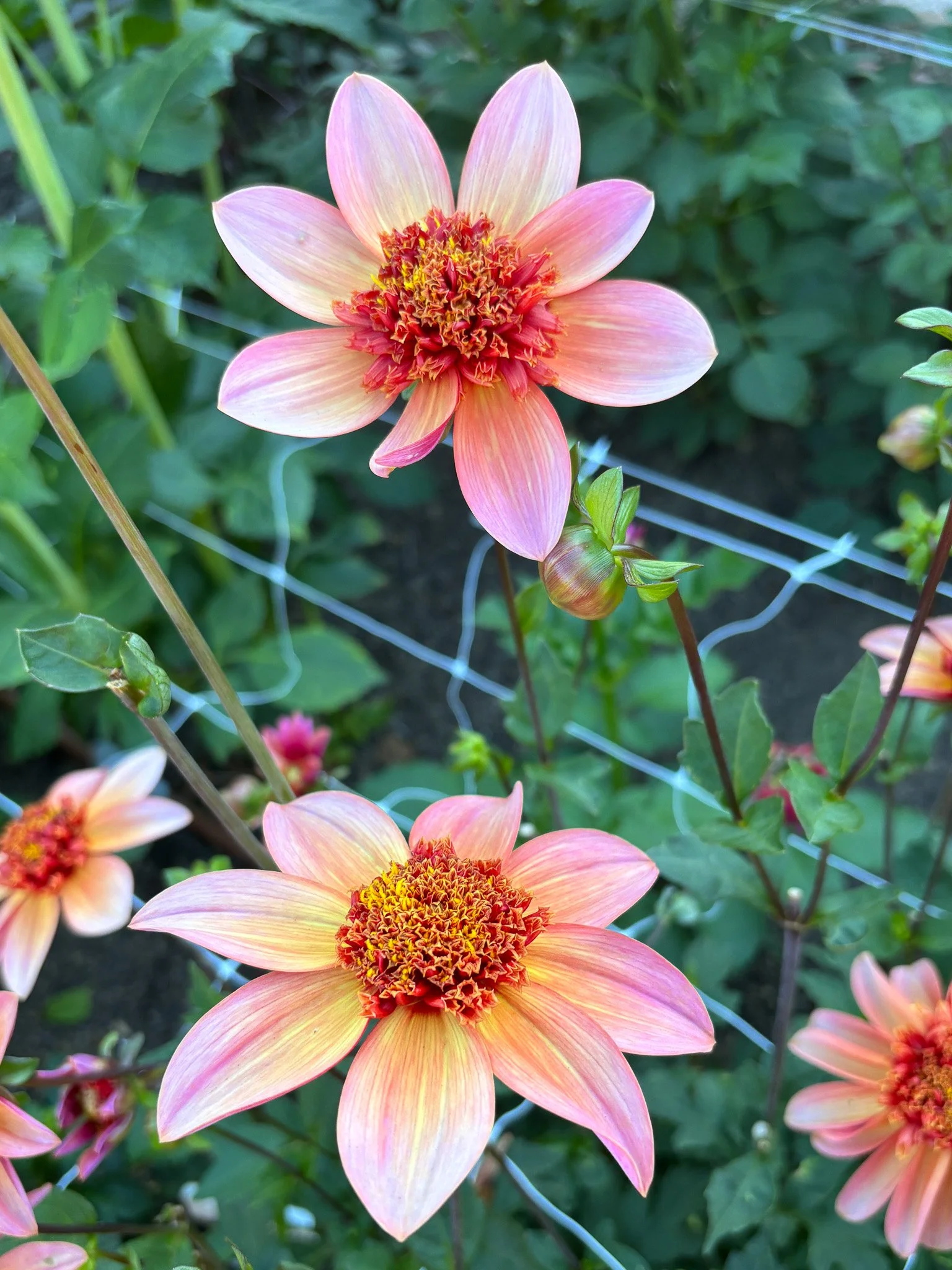 Totally Tangerine 12.jpg