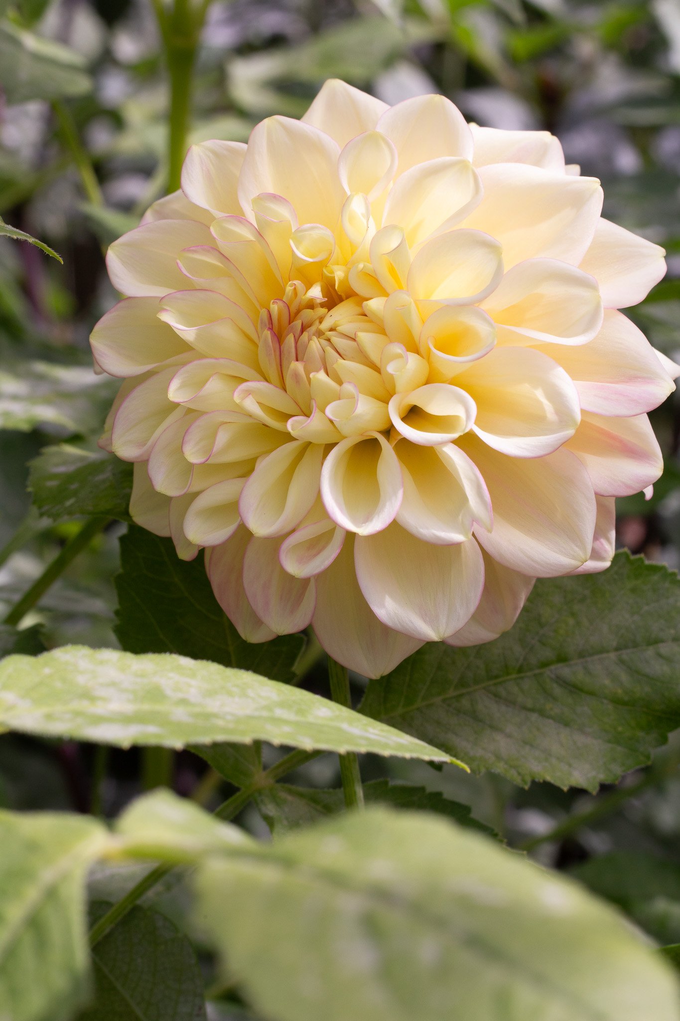 Sidehill Trishie 21.jpg