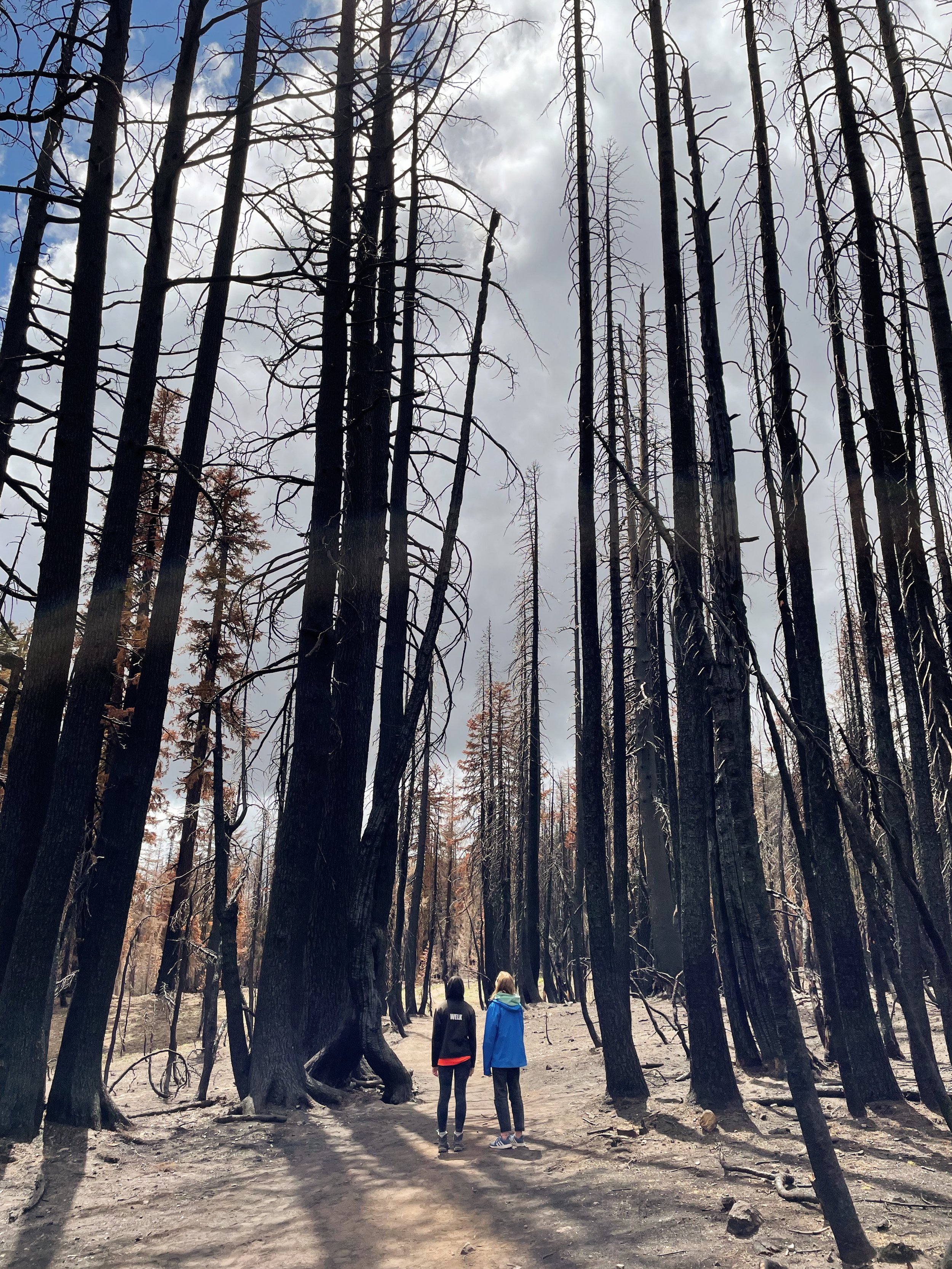 Adventures with Apple : Lassen Volcanic National Park — ciderpress lane
