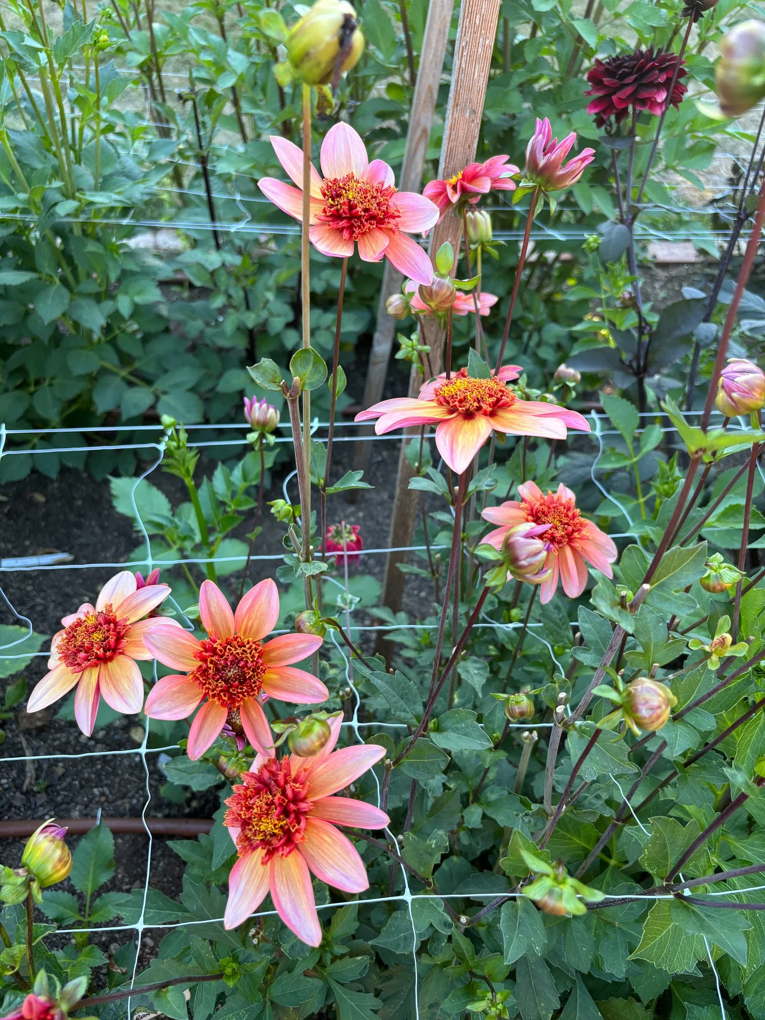 Totally Tangerine 11.jpg