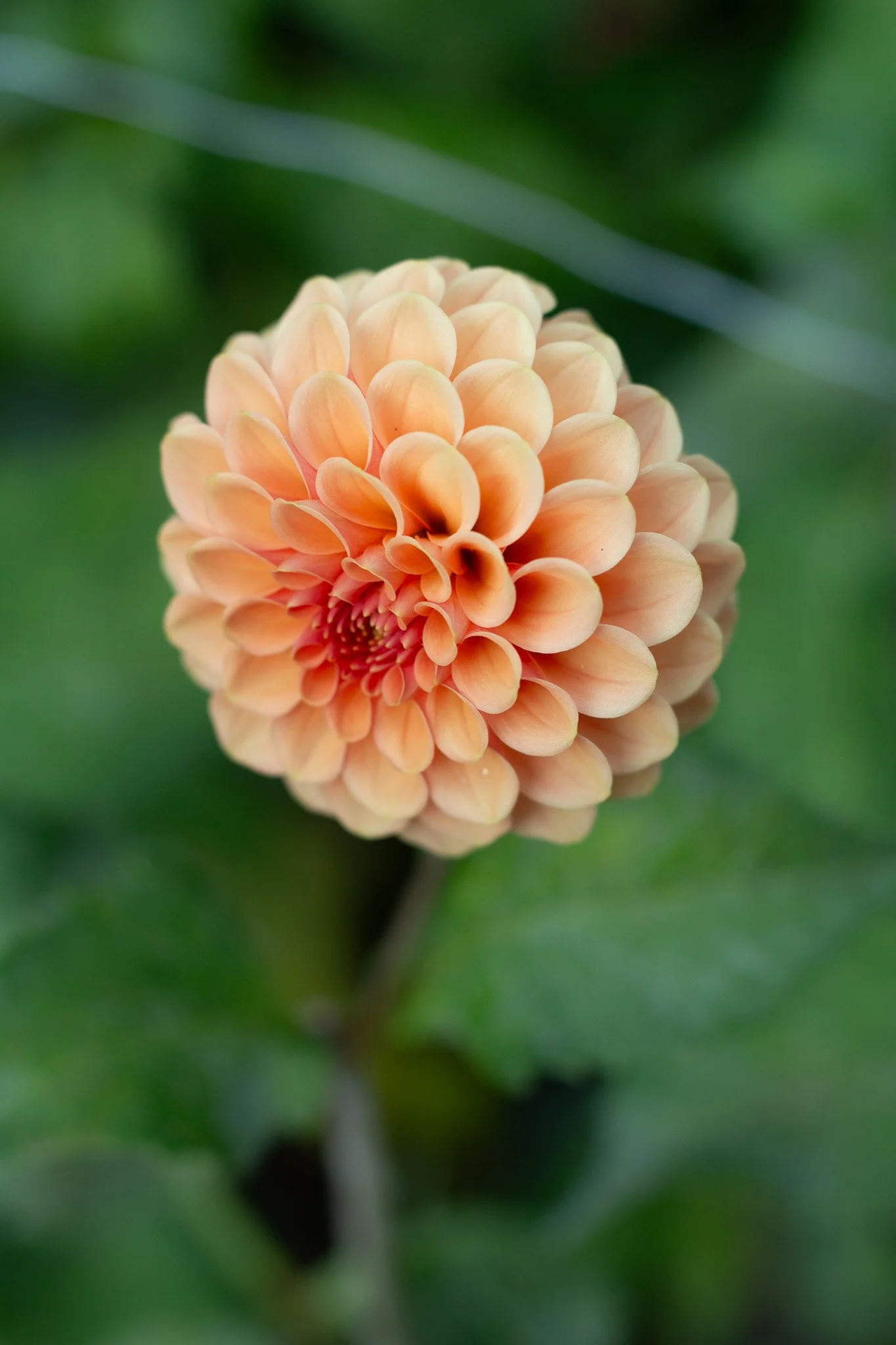 Dahlia : Rose Toscano