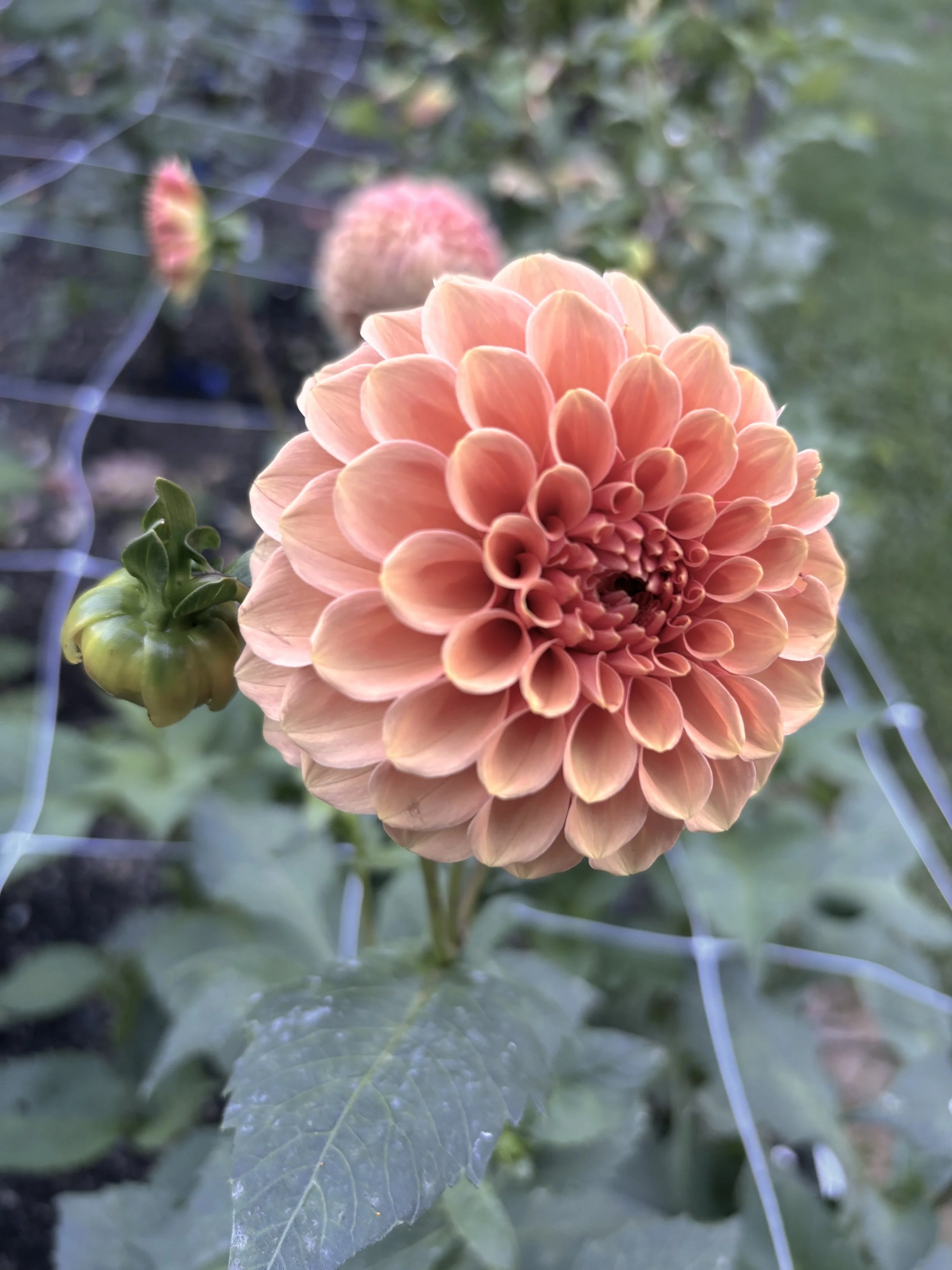 Dahlia : Rose Toscano