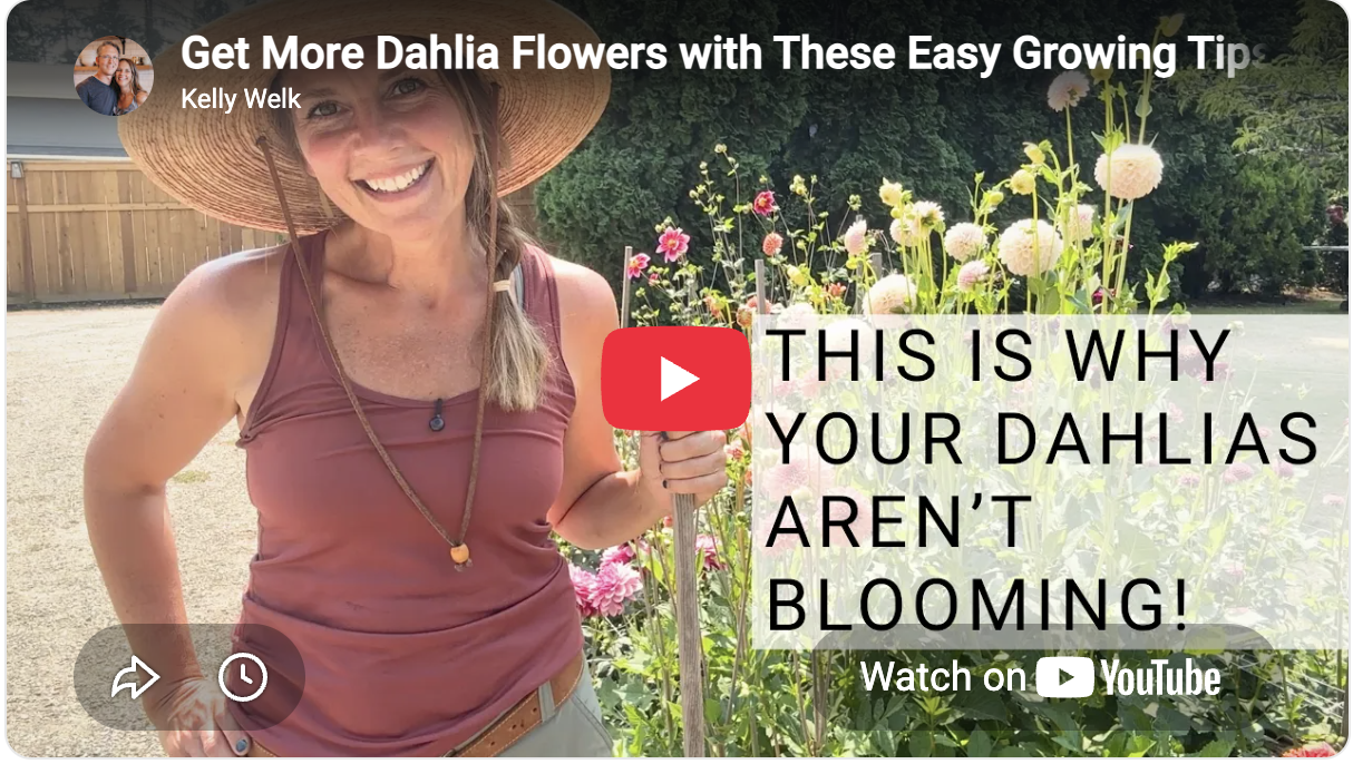 how much sun do my dahlias need