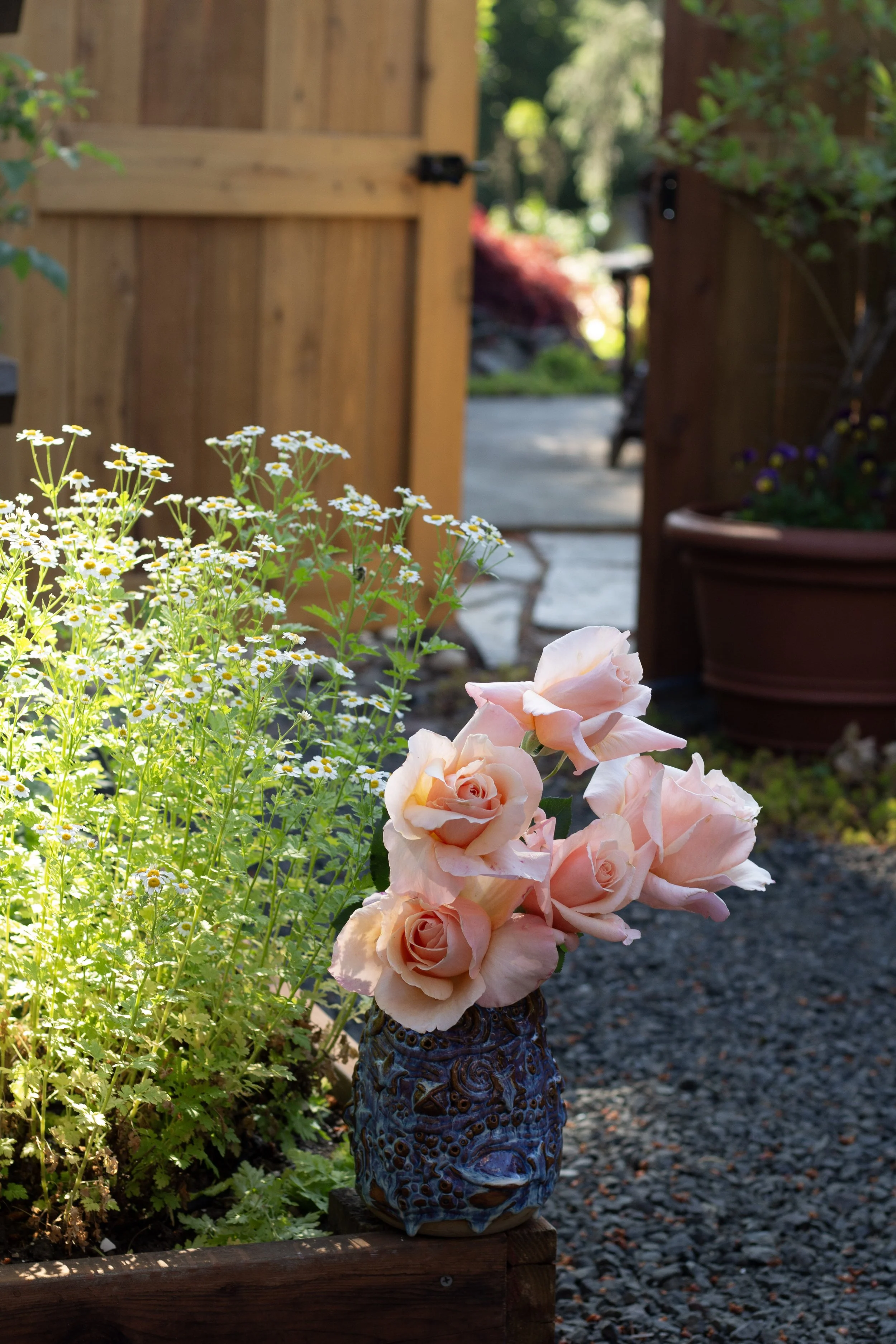 happy climbing rose in the garden for gardening